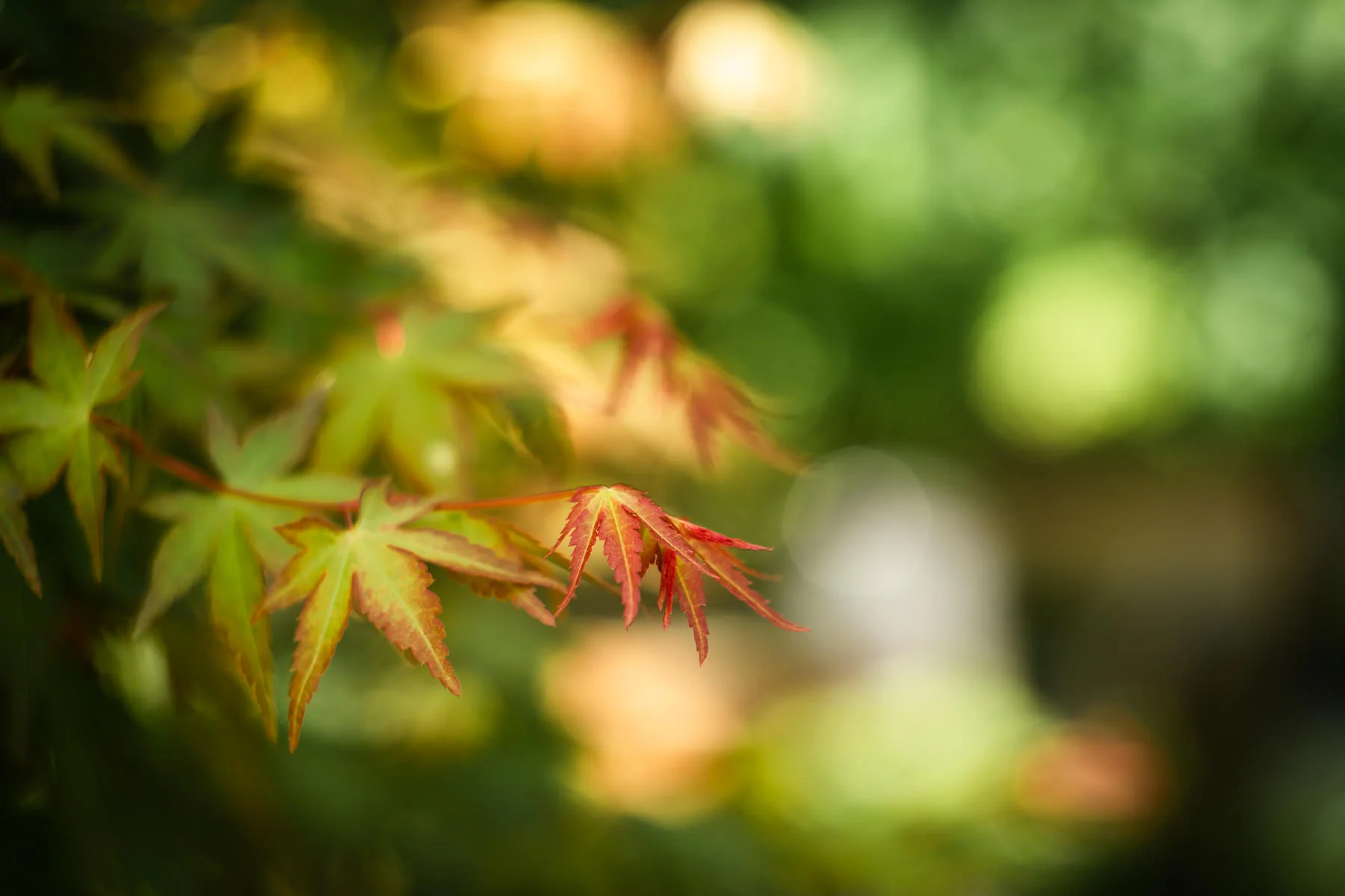 2018.04.23 Norfolk Botanical Gardens © Jennifer Carr Photography Virginia Beach-1.jpg