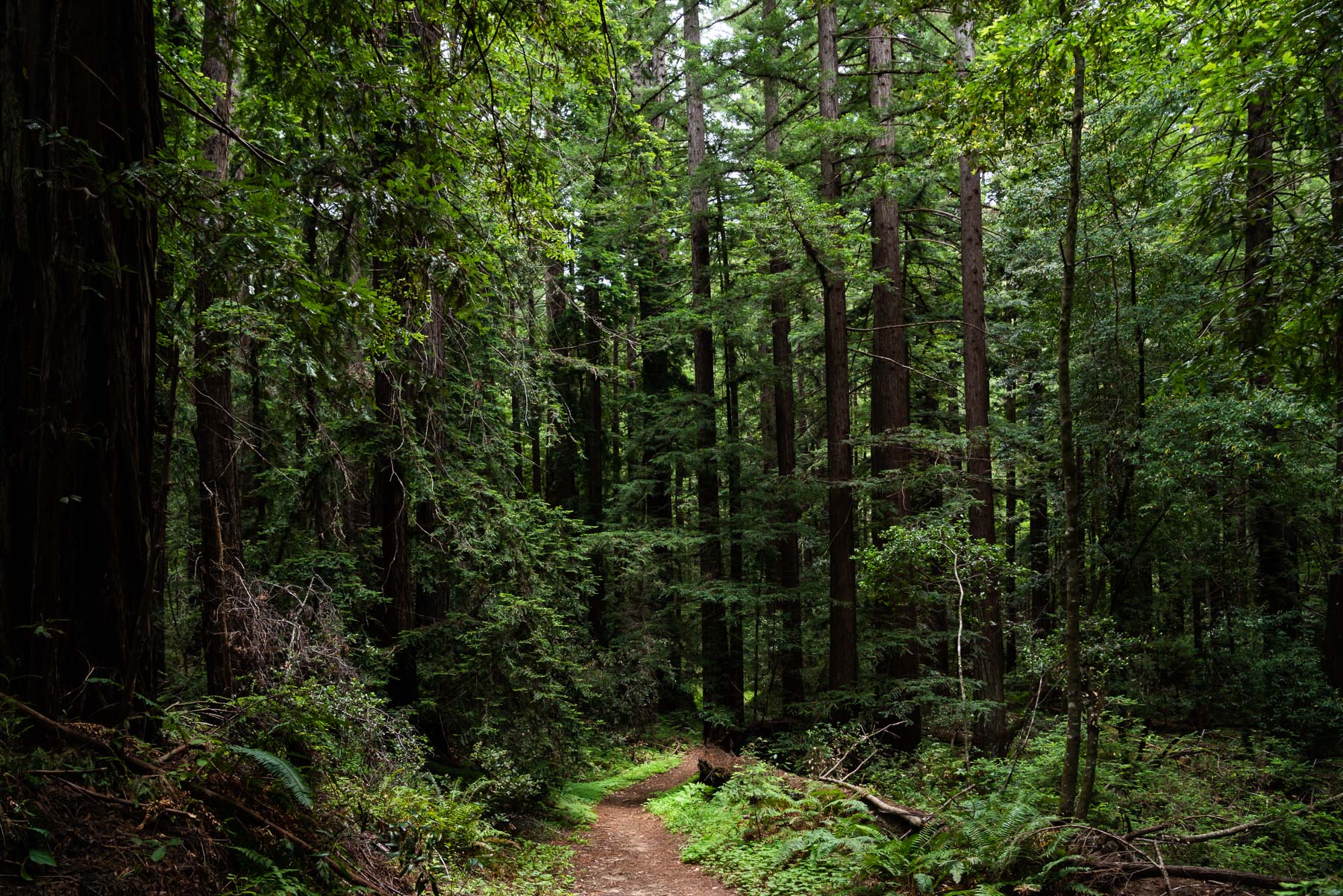 Hiking at Portola Redwoods State Park and Pescadero Creek Park — Jennifer  Carr