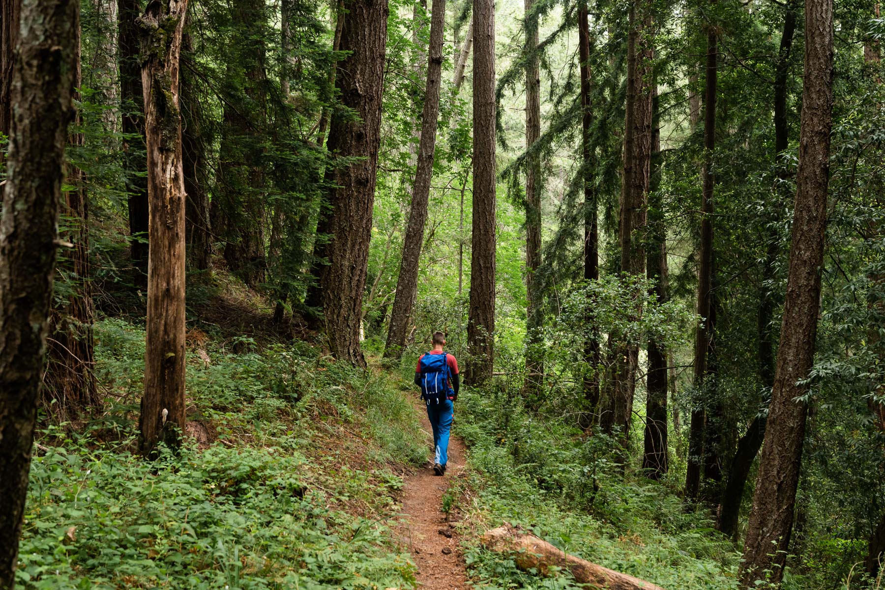 Portola Redwoods State Park © Jennifer Carr Photography-1.jpg