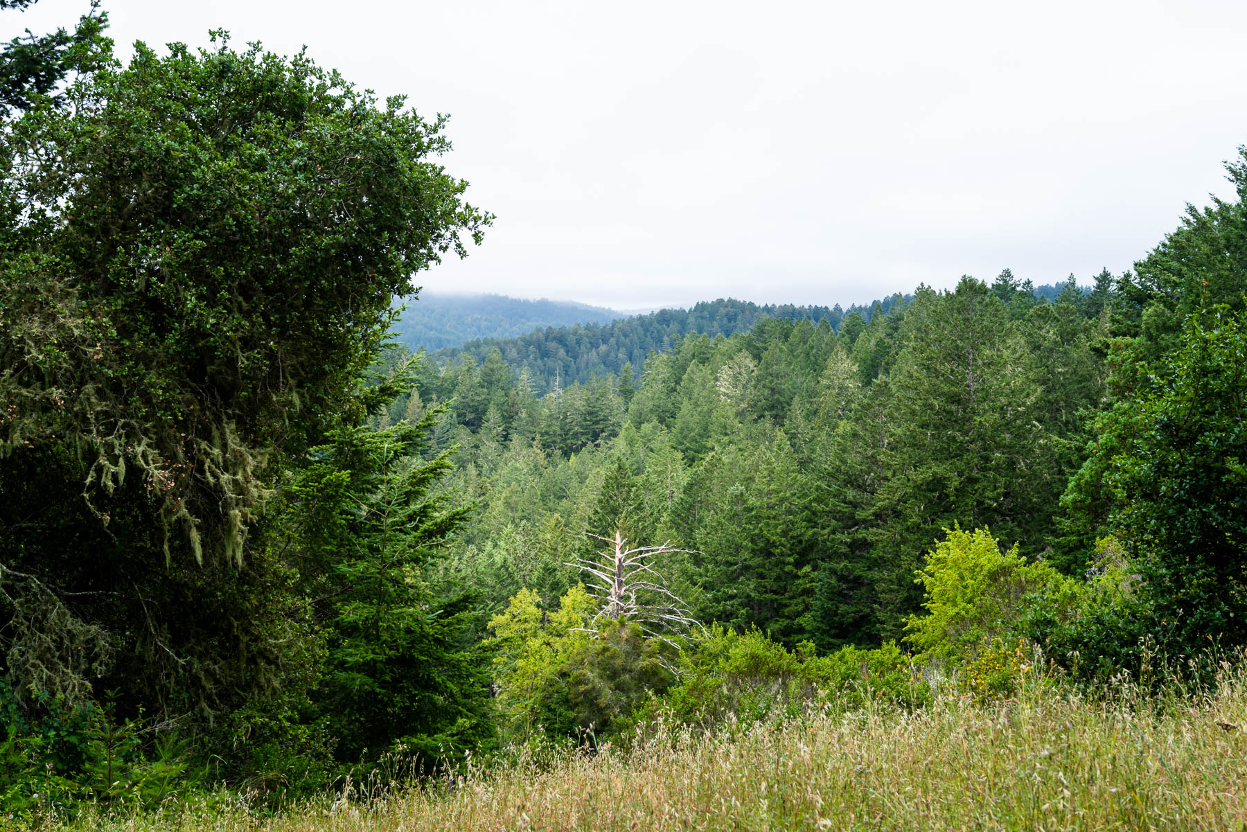 Portola Redwoods State Park © Jennifer Carr Photography-10.jpg