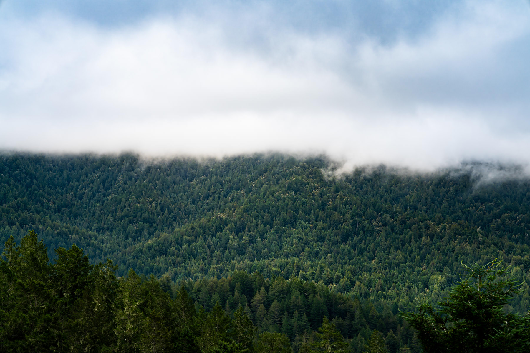 Portola Redwoods State Park © Jennifer Carr Photography-12.jpg