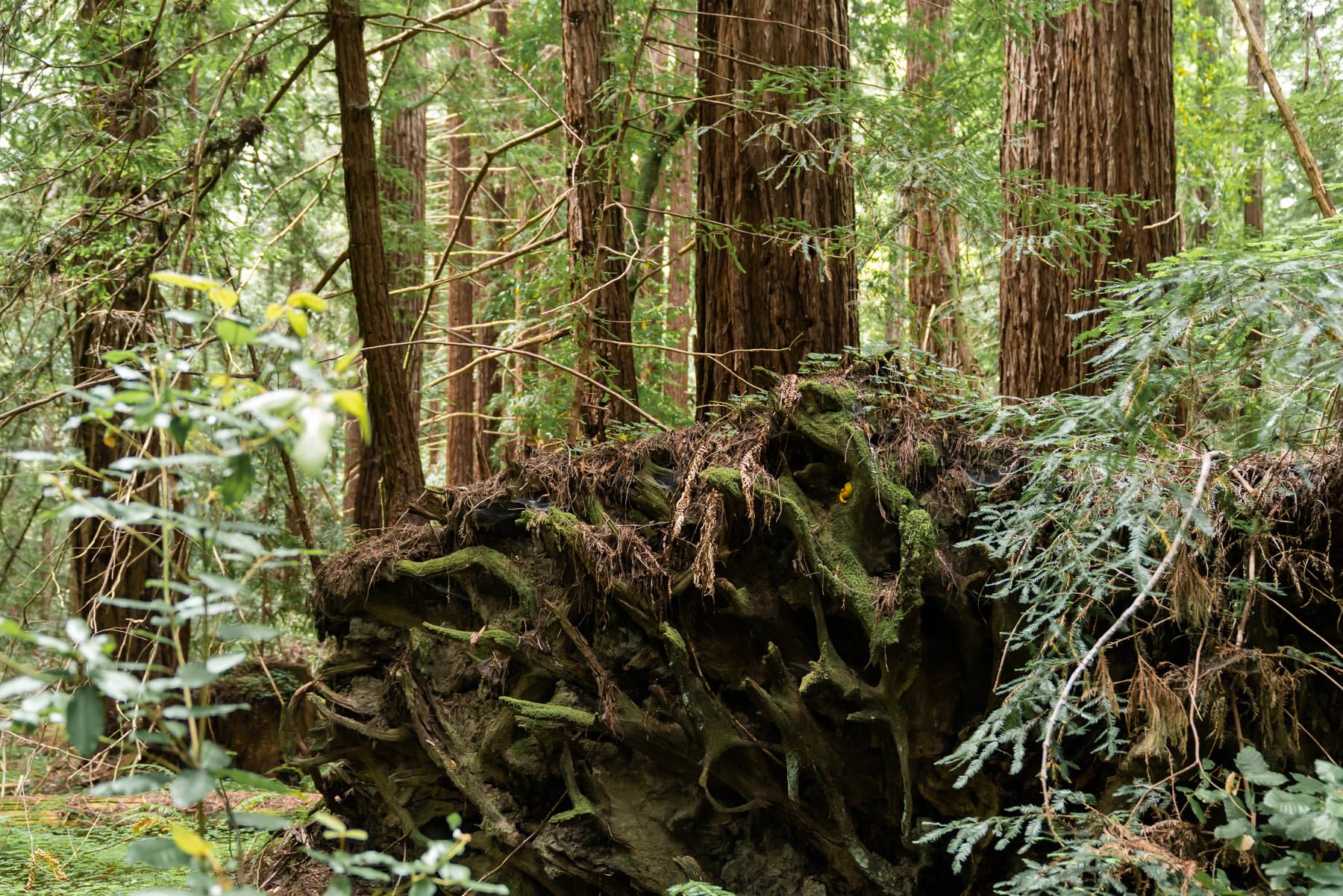 Portola Redwoods State Park © Jennifer Carr Photography-19.jpg