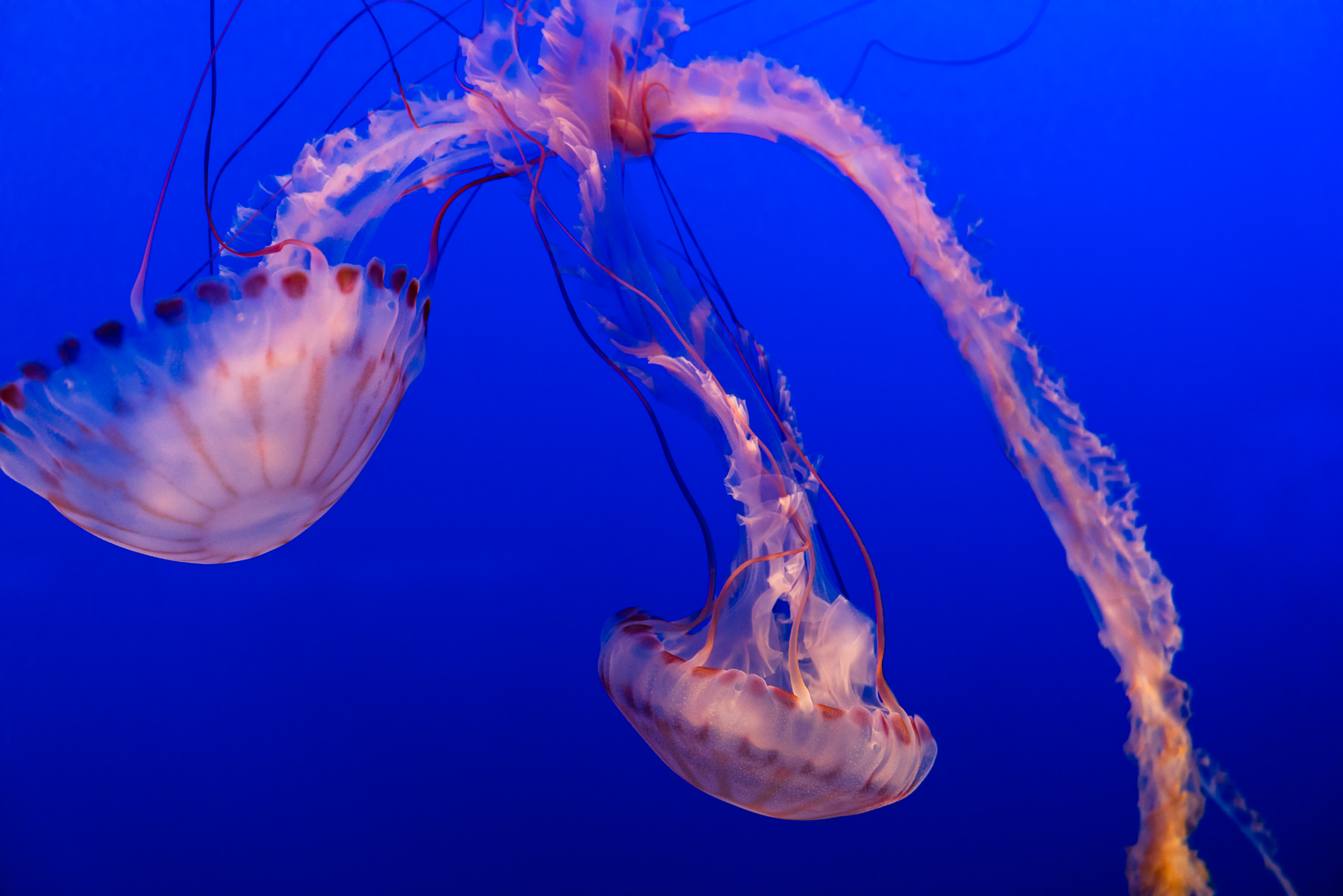 Monterey Bay Aquarium © Jennifer Carr Photography-9.jpg
