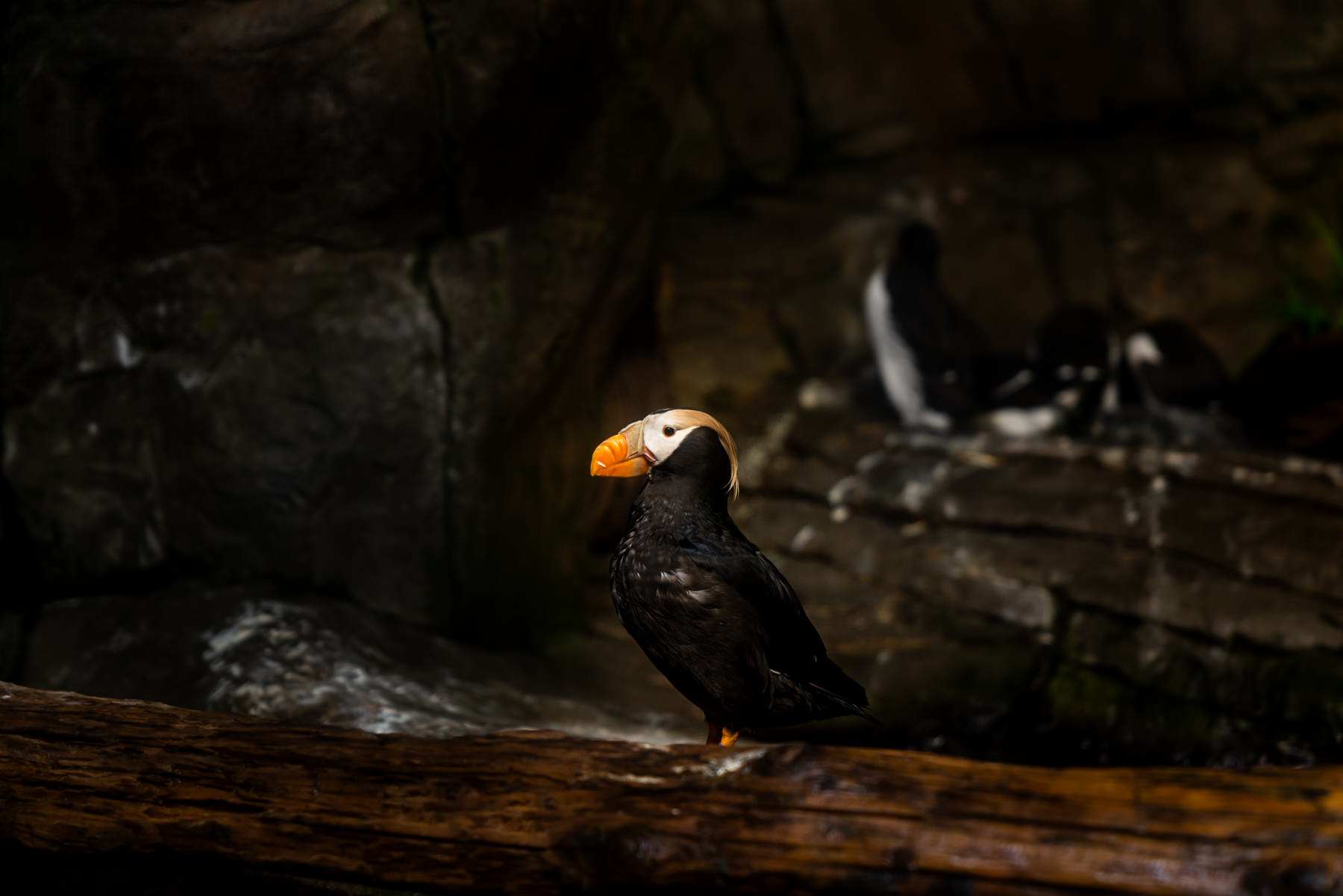 Monterey Bay Aquarium © Jennifer Carr Photography-10.jpg