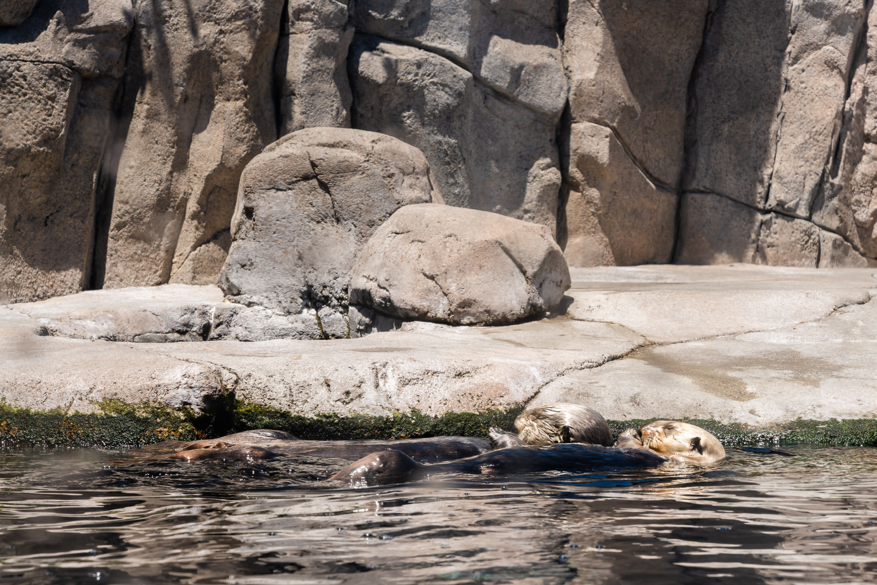 Monterey Bay Aquarium © Jennifer Carr Photography-11.jpg