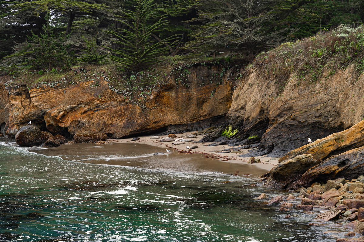 Point Lobos State Reserve © Jennifer Carr Photography-9.jpg