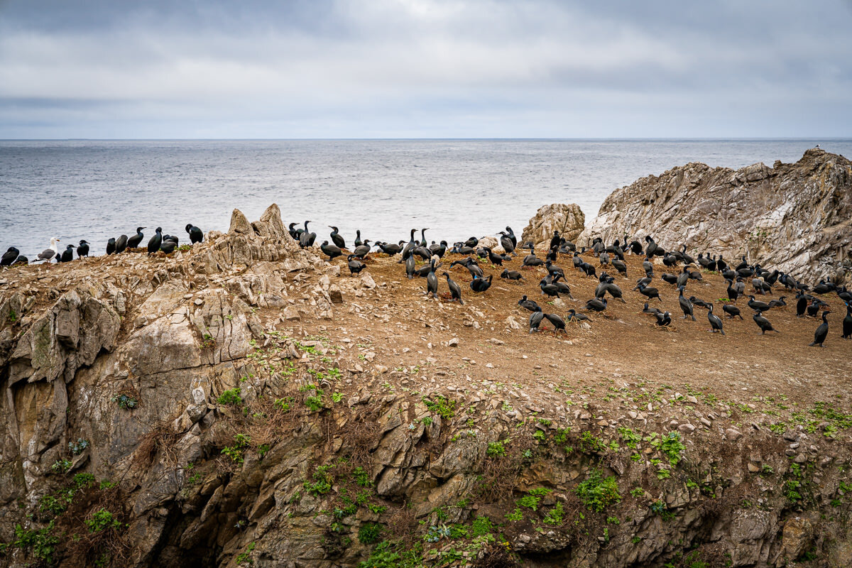 Point Lobos State Reserve © Jennifer Carr Photography-43.jpg
