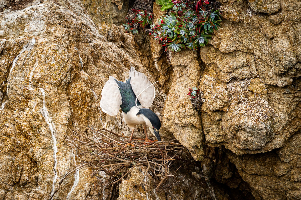 Black-crowned Night-Heron Point Lobos State Reserve © Jennifer Carr Photography-4.jpg