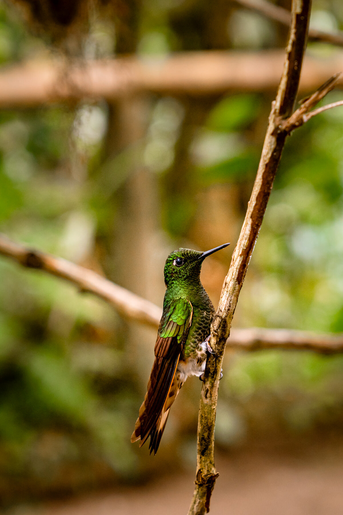 2018.08.25 Hummingbirds Bellavista Cloud Forest Ecuador © Jennifer Carr Photography-4.jpg
