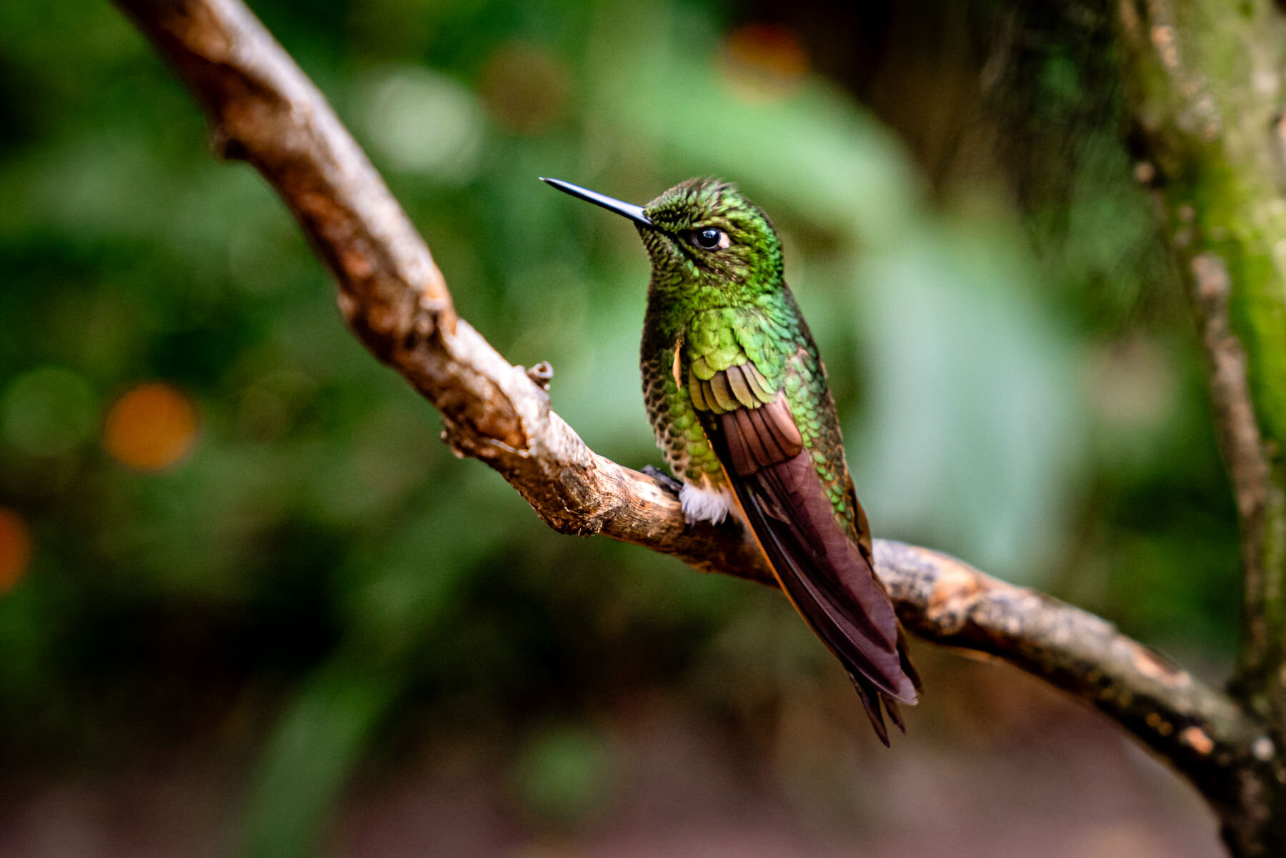 2018.08.25 Hummingbirds Bellavista Cloud Forest Ecuador © Jennifer Carr Photography-11.jpg
