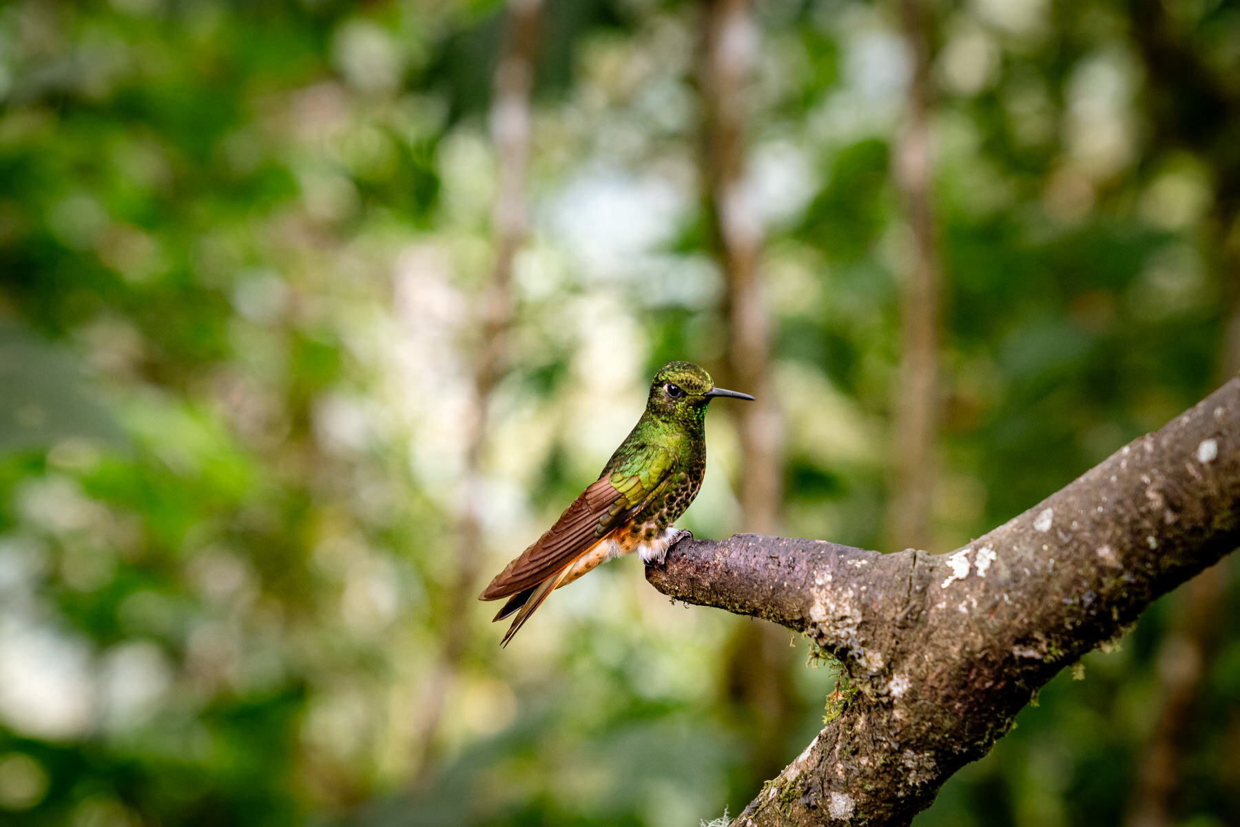 2018.08.25 Hummingbirds Bellavista Cloud Forest Ecuador © Jennifer Carr Photography-13.jpg