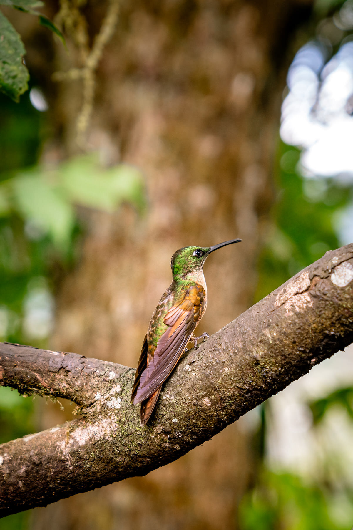 2018.08.25 Hummingbirds Bellavista Cloud Forest Ecuador © Jennifer Carr Photography-16.jpg