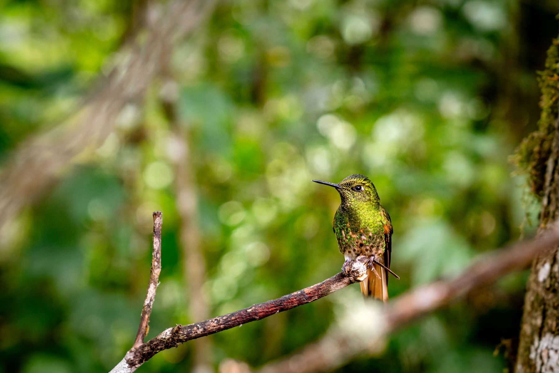 2018.08.25 Hummingbirds Bellavista Cloud Forest Ecuador © Jennifer Carr Photography-19.jpg