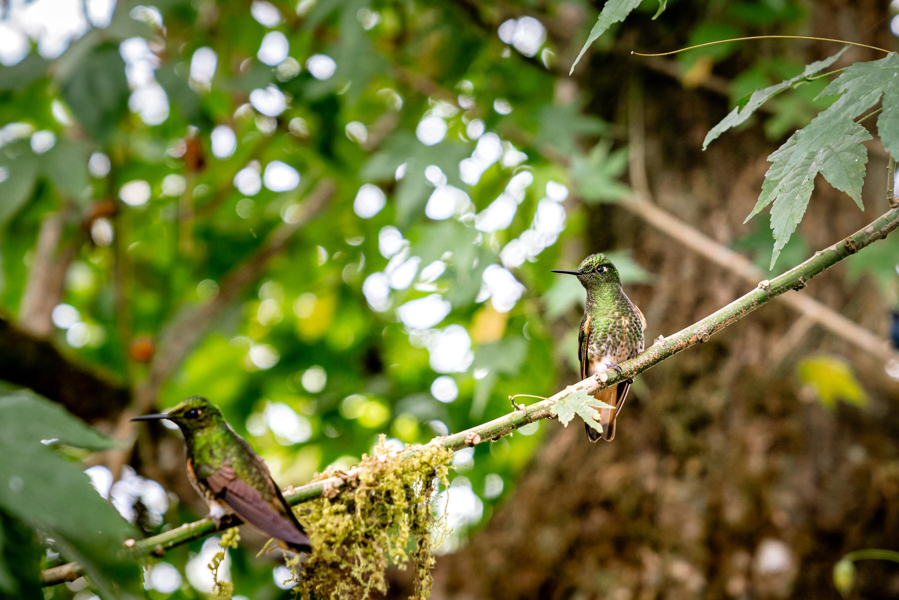 2018.08.25 Hummingbirds Bellavista Cloud Forest Ecuador © Jennifer Carr Photography-20.jpg