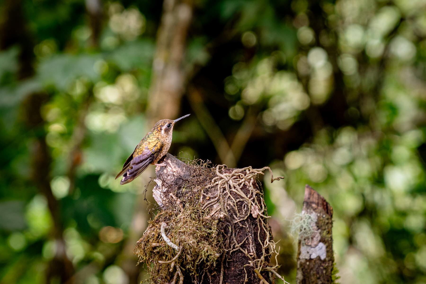 2018.08.25 Hummingbirds Bellavista Cloud Forest Ecuador © Jennifer Carr Photography-21.jpg