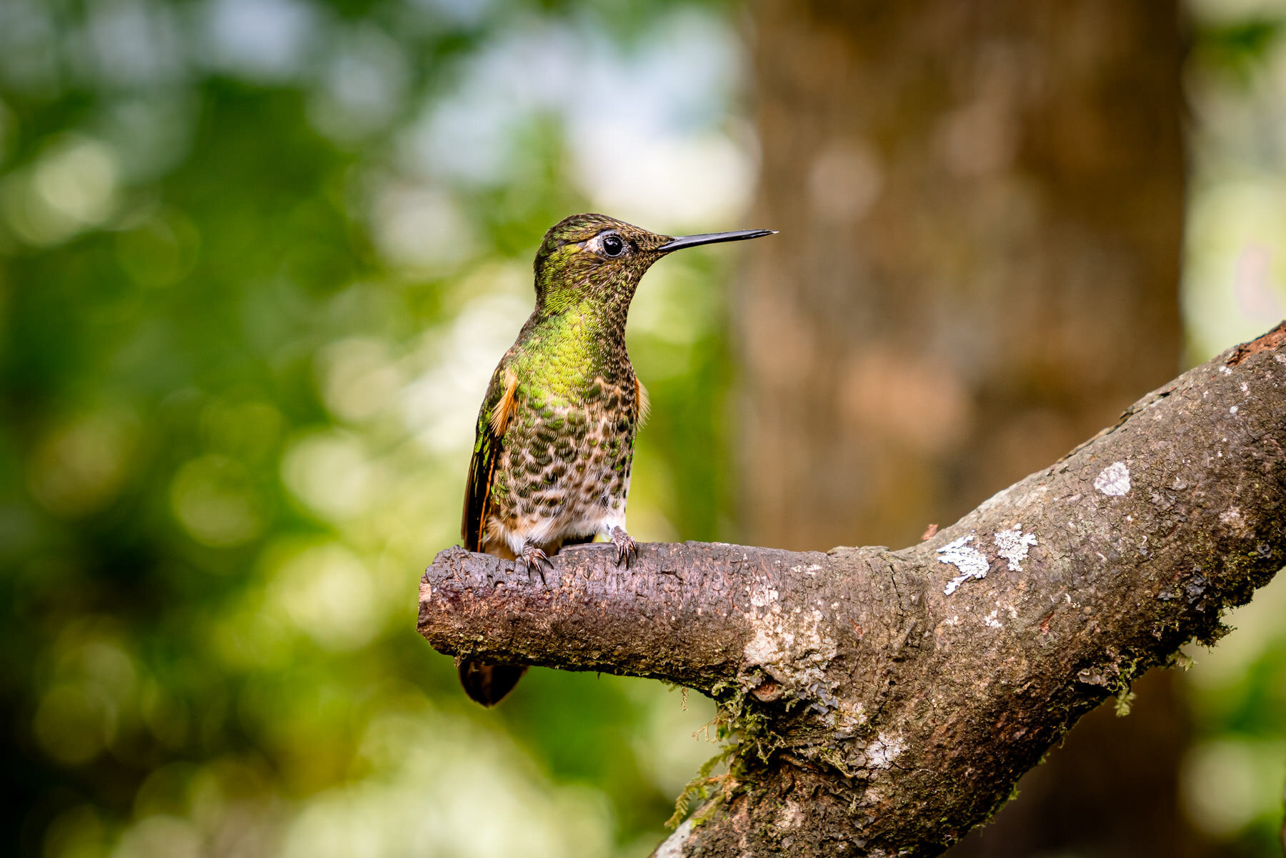 2018.08.25 Hummingbirds Bellavista Cloud Forest Ecuador © Jennifer Carr Photography-22.jpg
