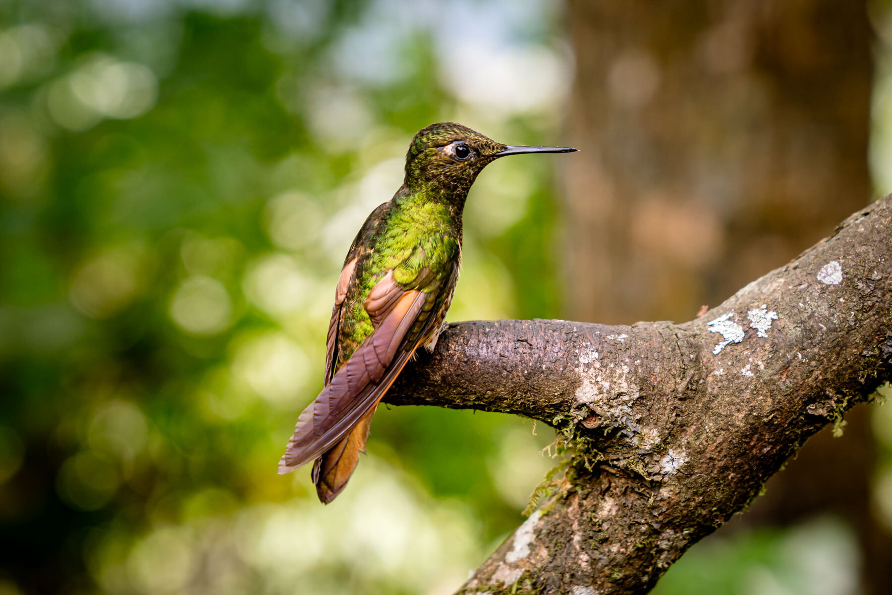 2018.08.25 Hummingbirds Bellavista Cloud Forest Ecuador © Jennifer Carr Photography-24.jpg