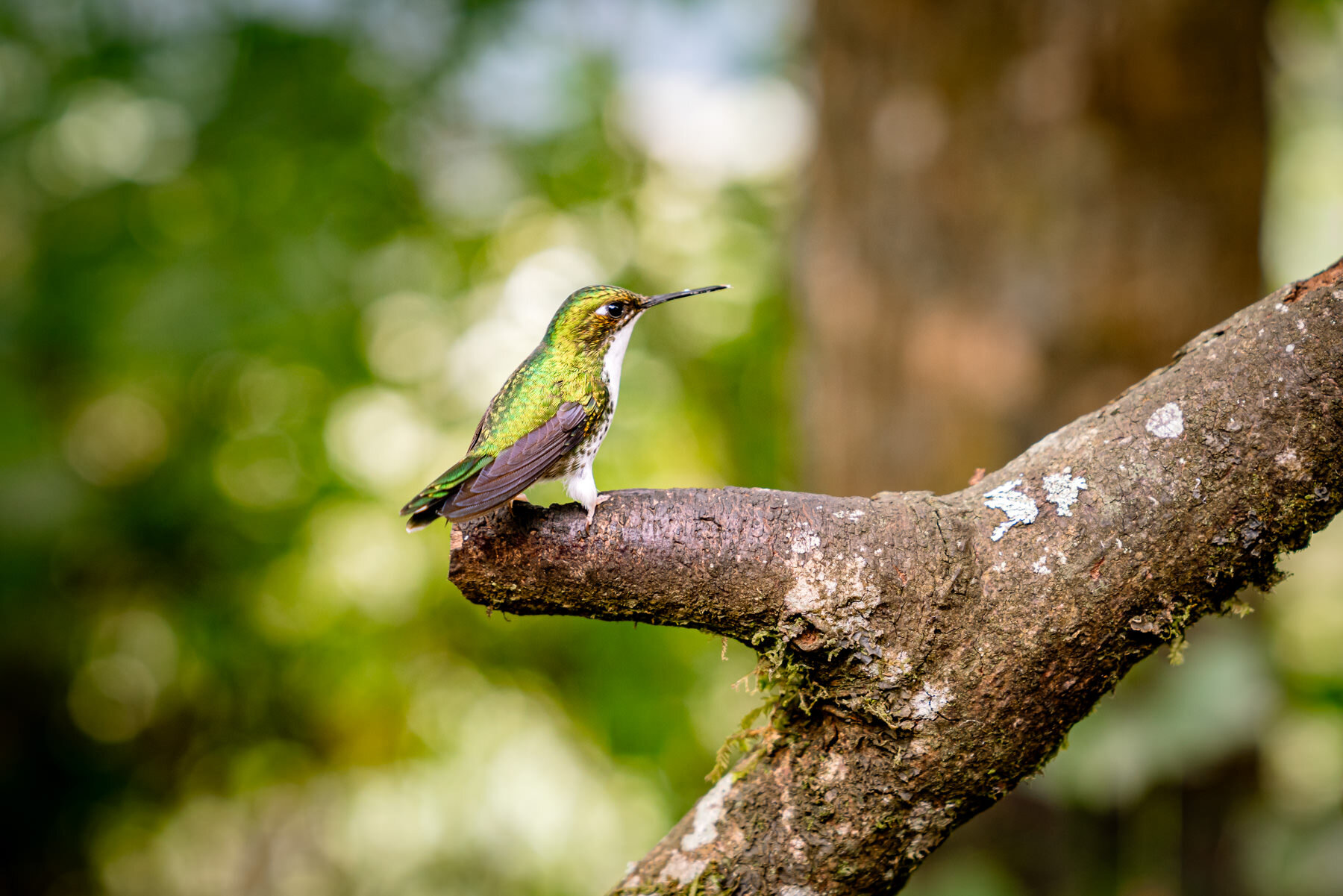 2018.08.25 Hummingbirds Bellavista Cloud Forest Ecuador © Jennifer Carr Photography-25.jpg