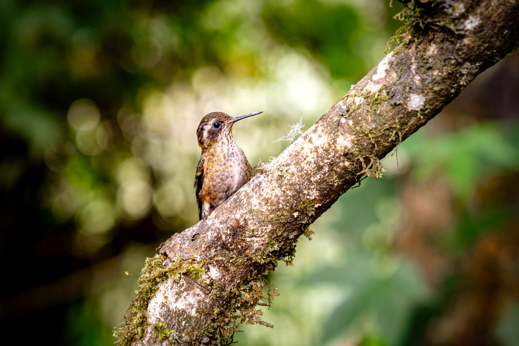 2018.08.25 Hummingbirds Bellavista Cloud Forest Ecuador © Jennifer Carr Photography-26.jpg