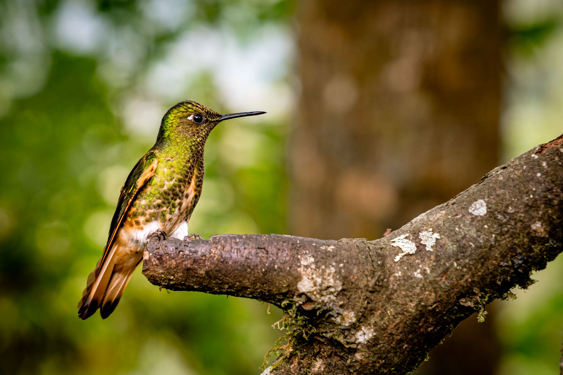 2018.08.25 Hummingbirds Bellavista Cloud Forest Ecuador © Jennifer Carr Photography-29.jpg