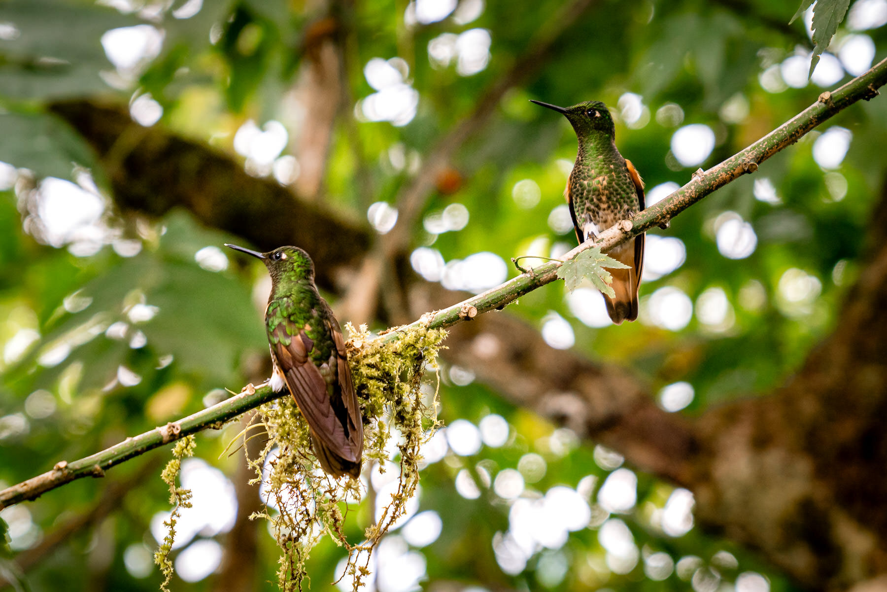 2018.08.25 Hummingbirds Bellavista Cloud Forest Ecuador © Jennifer Carr Photography-30.jpg