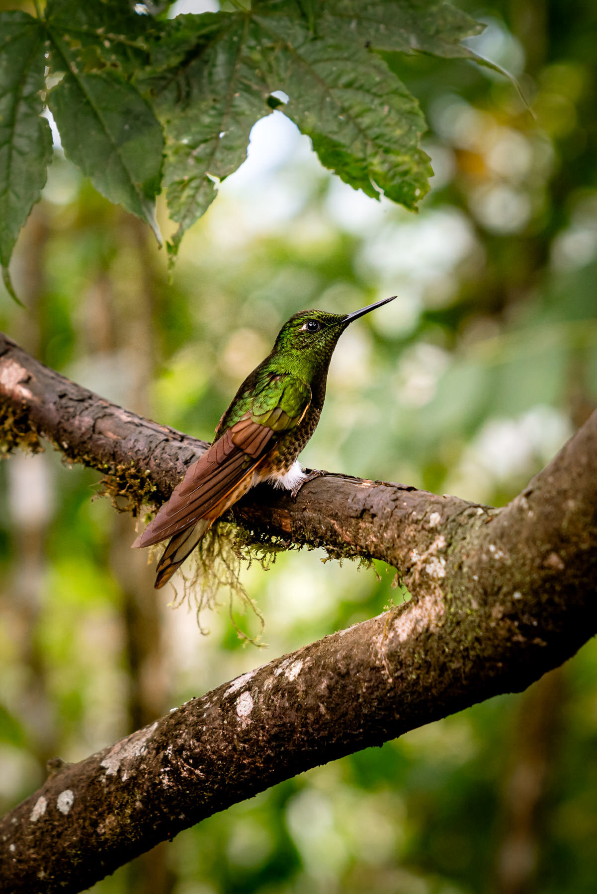 2018.08.25 Hummingbirds Bellavista Cloud Forest Ecuador © Jennifer Carr Photography-31.jpg