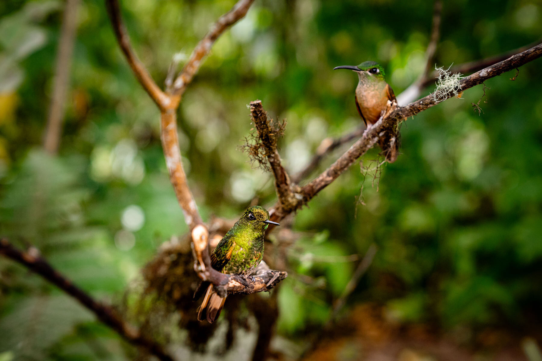 2018.08.25 Hummingbirds Bellavista Cloud Forest Ecuador © Jennifer Carr Photography-35.jpg