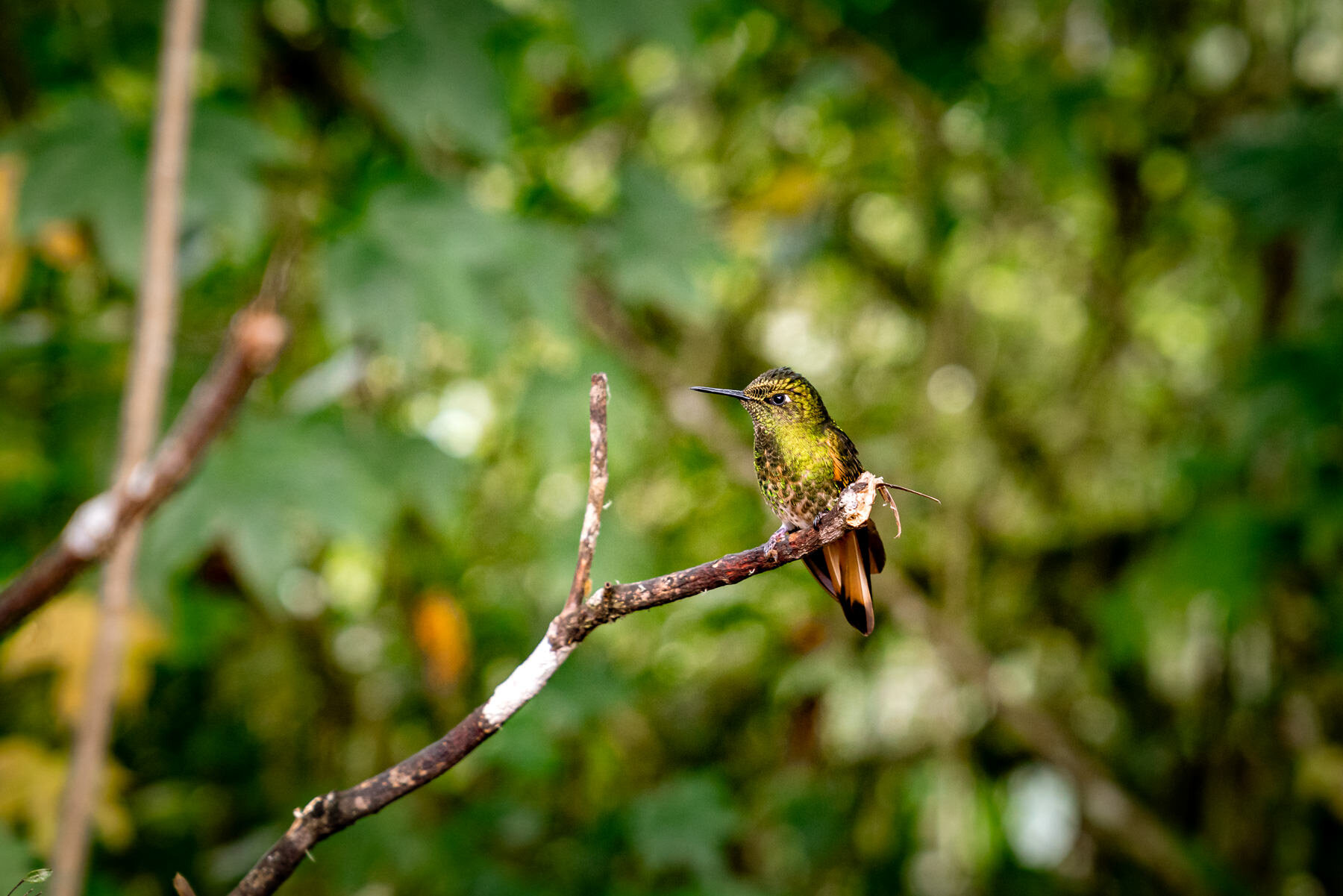 2018.08.25 Hummingbirds Bellavista Cloud Forest Ecuador © Jennifer Carr Photography-39.jpg