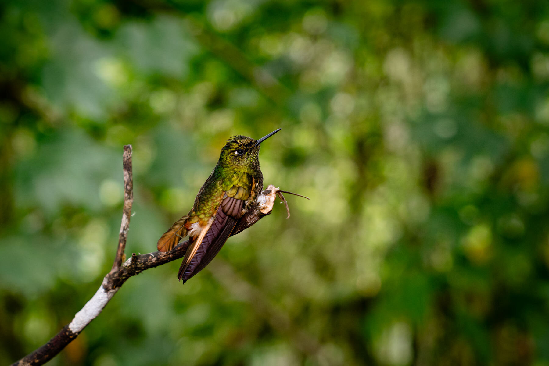2018.08.25 Hummingbirds Bellavista Cloud Forest Ecuador © Jennifer Carr Photography-56.jpg