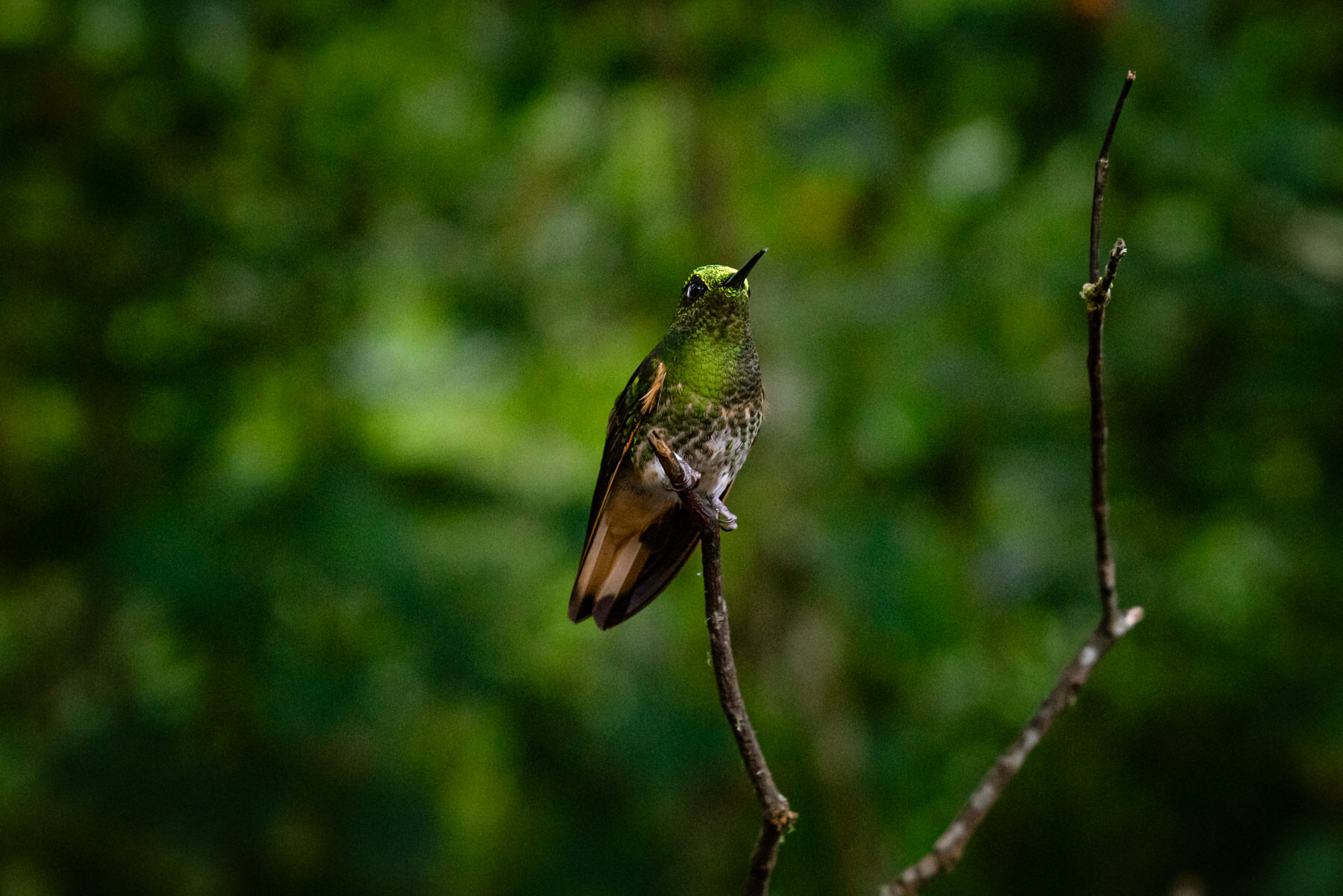 2018.08.26 Hummingbirds Bellavista Cloud Forest Ecuador © Jennifer Carr Photography-58.jpg
