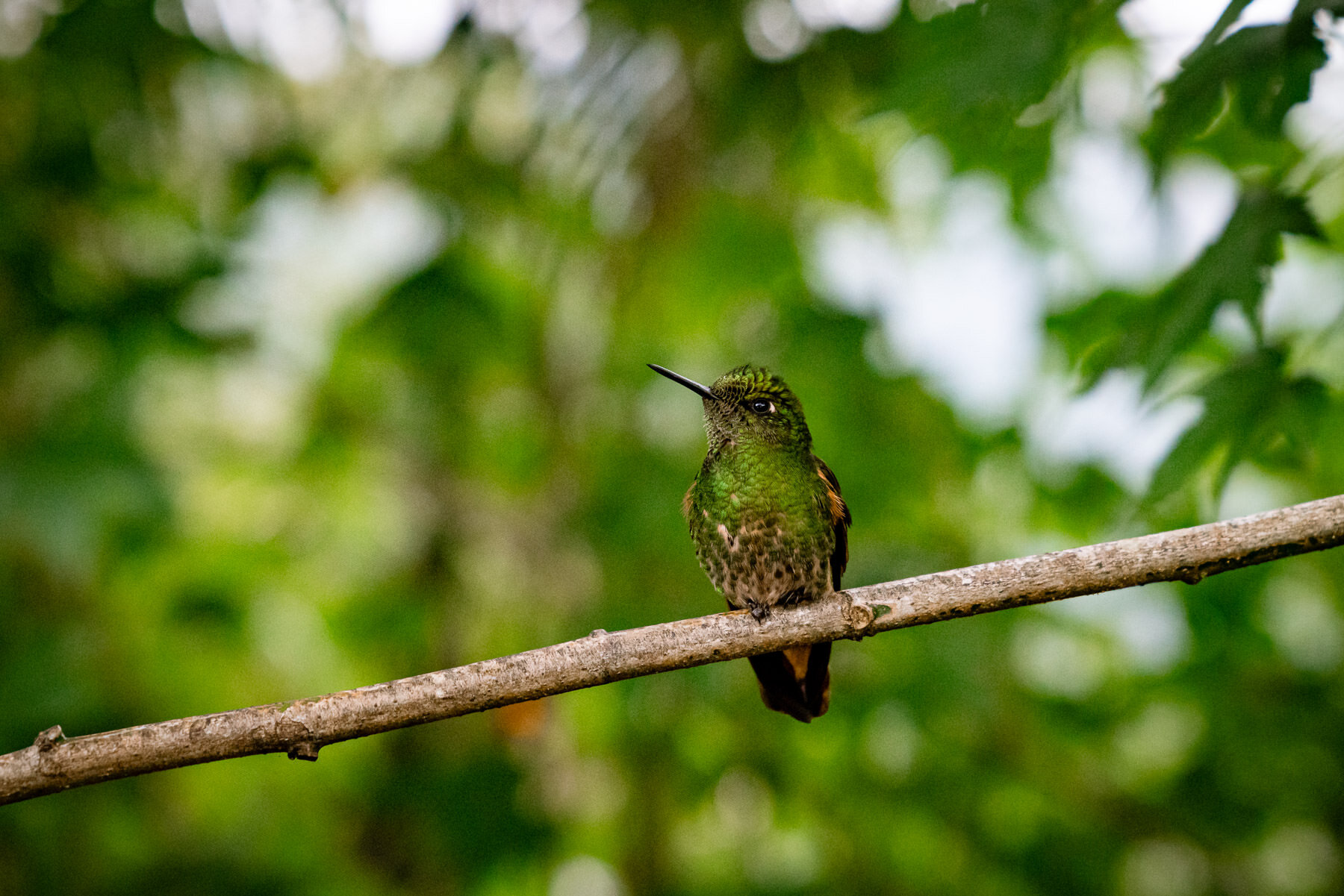 2018.08.26 Hummingbirds Bellavista Cloud Forest Ecuador © Jennifer Carr Photography-59.jpg