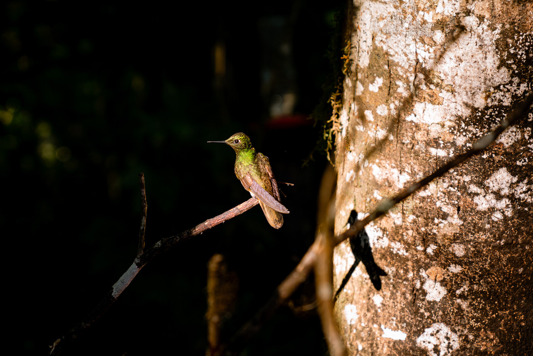 2018.08.27 Hummingbirds Bellavista Cloud Forest Ecuador © Jennifer Carr Photography-60.jpg