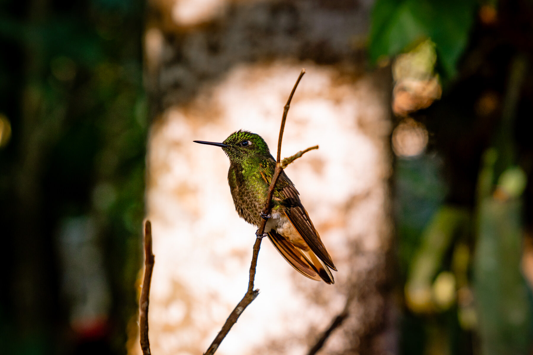 2018.08.27 Hummingbirds Bellavista Cloud Forest Ecuador © Jennifer Carr Photography-61.jpg