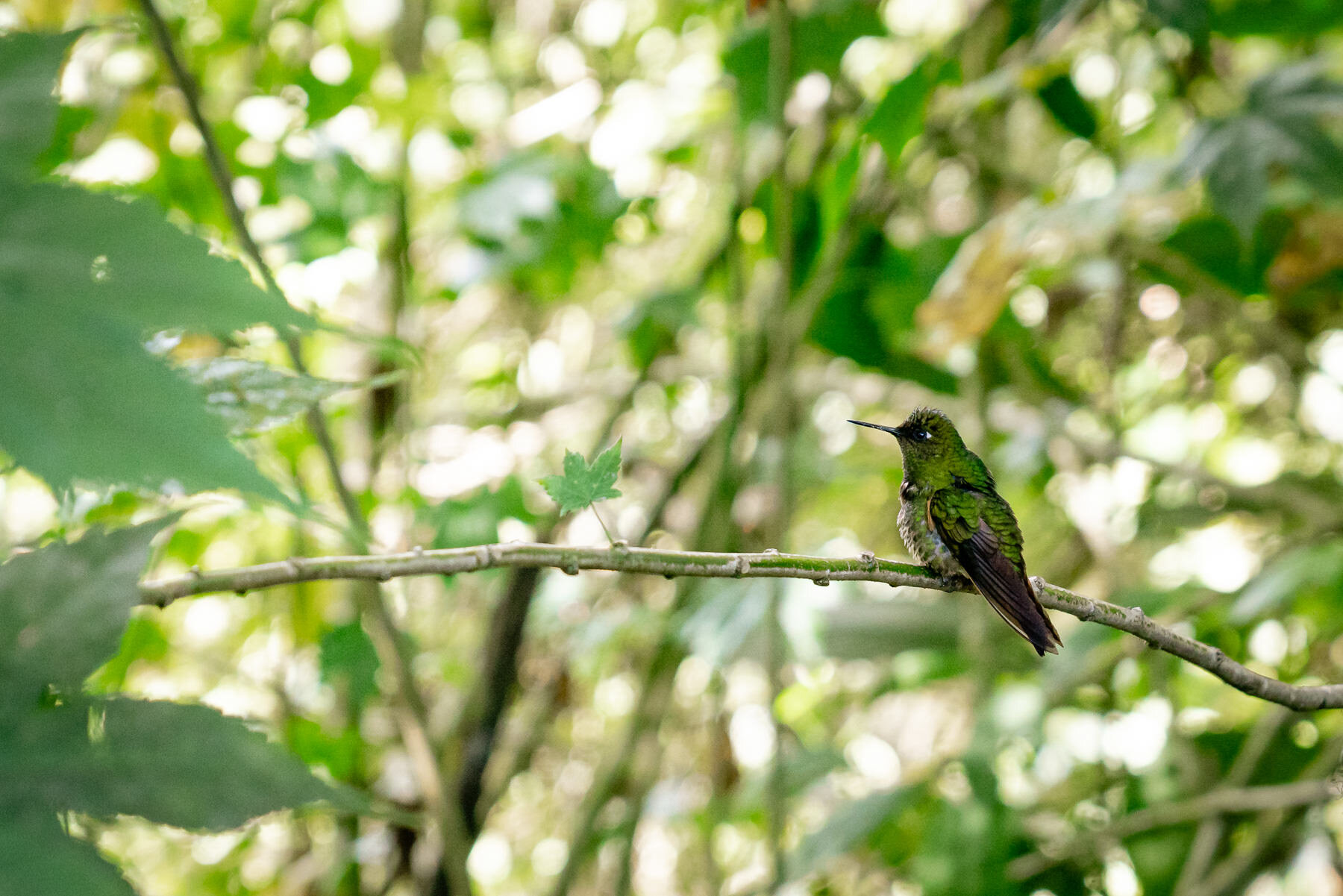2018.08.27 Hummingbirds Bellavista Cloud Forest Ecuador © Jennifer Carr Photography-63.jpg