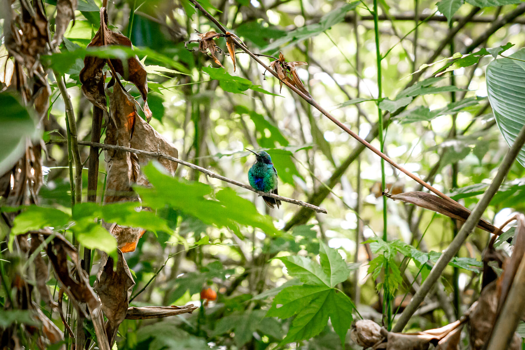 2018.08.27 Hummingbirds Bellavista Cloud Forest Ecuador © Jennifer Carr Photography-62.jpg