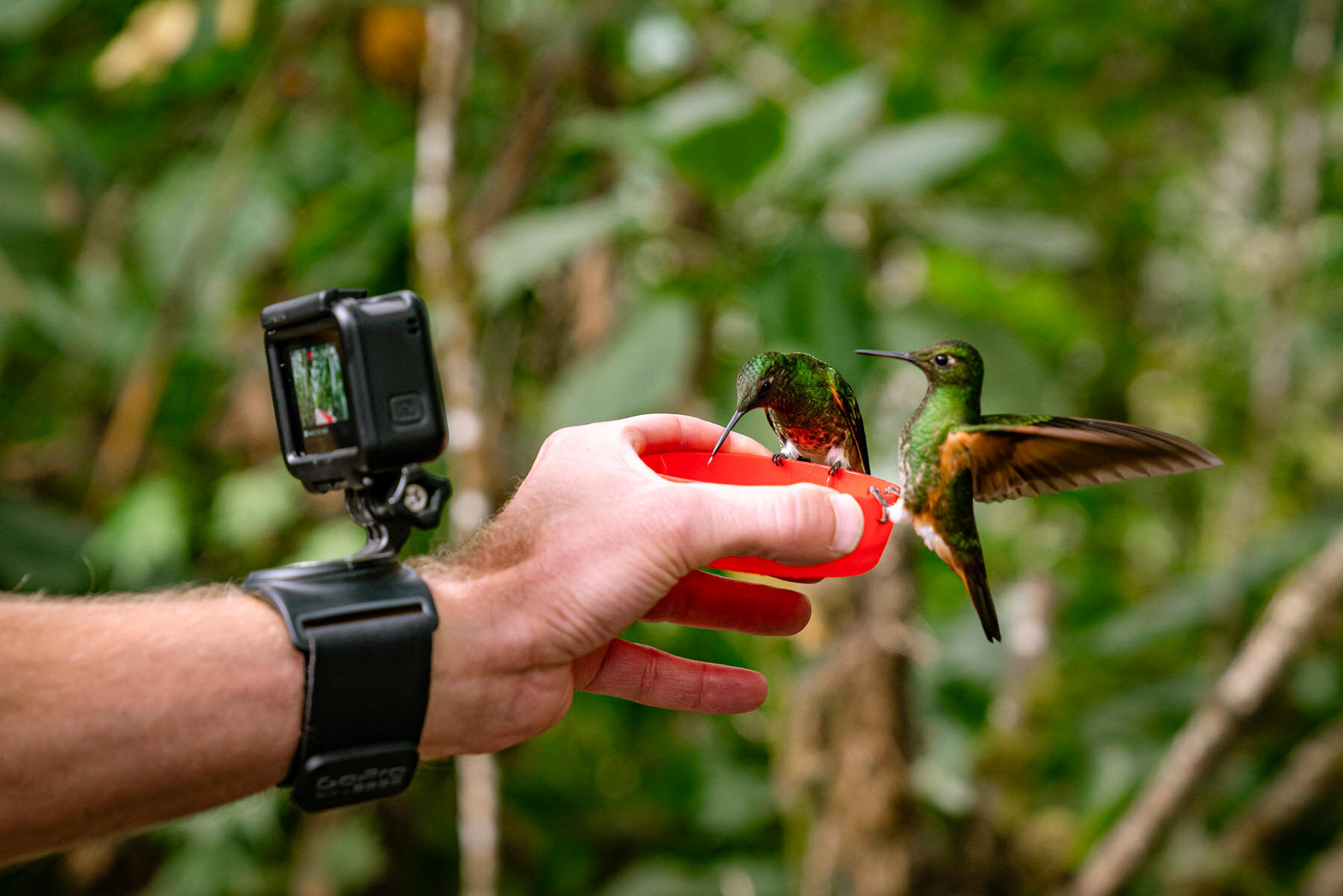 2018.08.27 Hummingbirds Bellavista Cloud Forest Ecuador © Jennifer Carr Photography-72.jpg