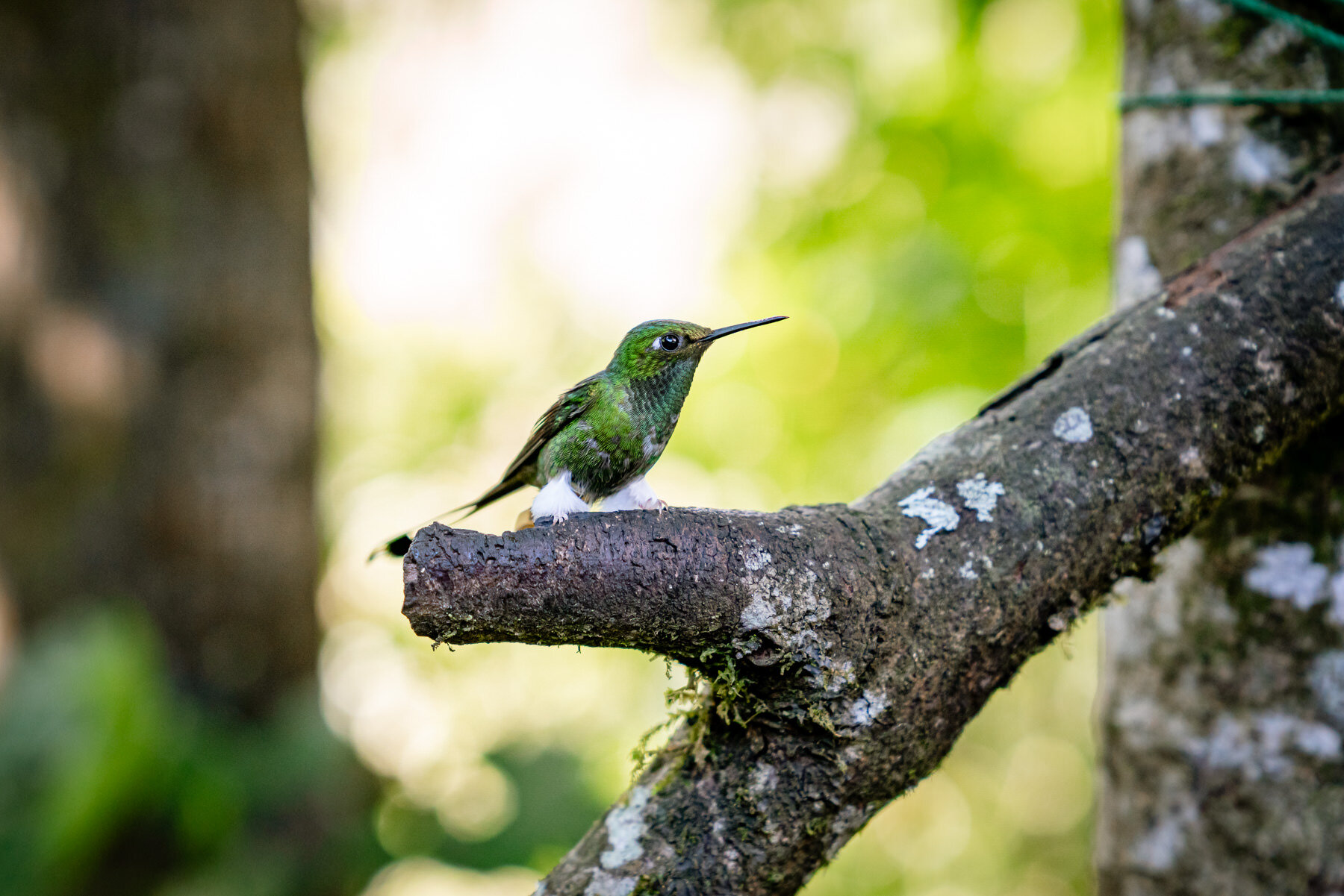 2018.08.27 Hummingbirds Bellavista Cloud Forest Ecuador © Jennifer Carr Photography-66.jpg
