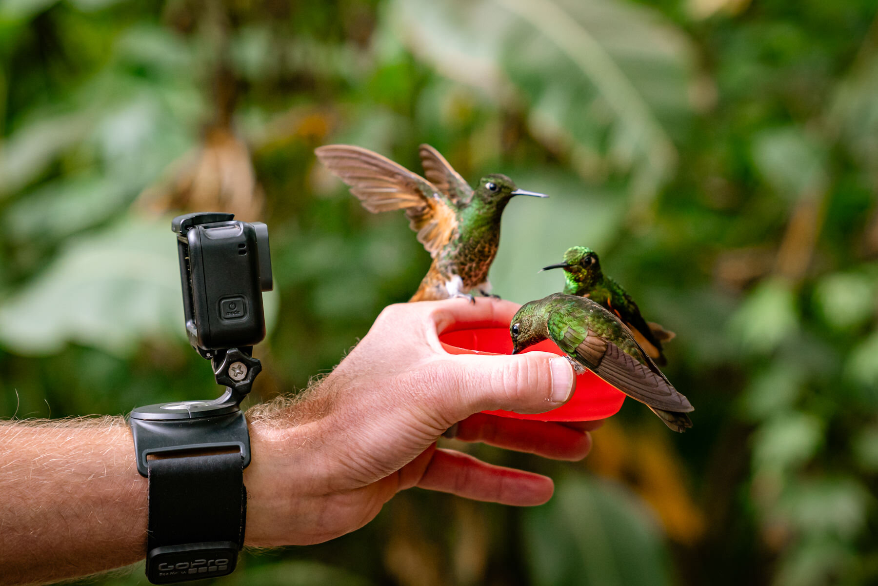 2018.08.27 Hummingbirds Bellavista Cloud Forest Ecuador © Jennifer Carr Photography-77.jpg