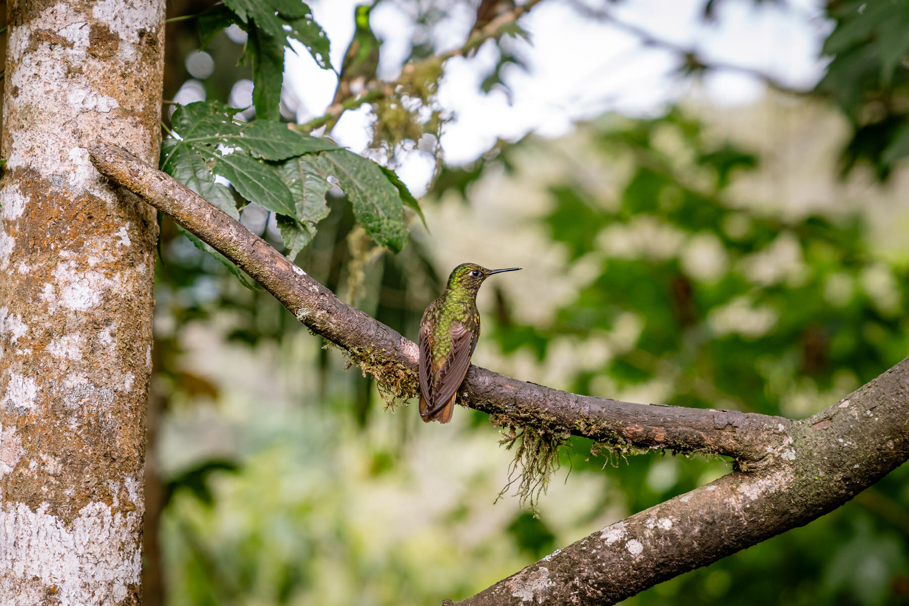 2018.08.27 Hummingbirds Bellavista Cloud Forest Ecuador © Jennifer Carr Photography-78.jpg