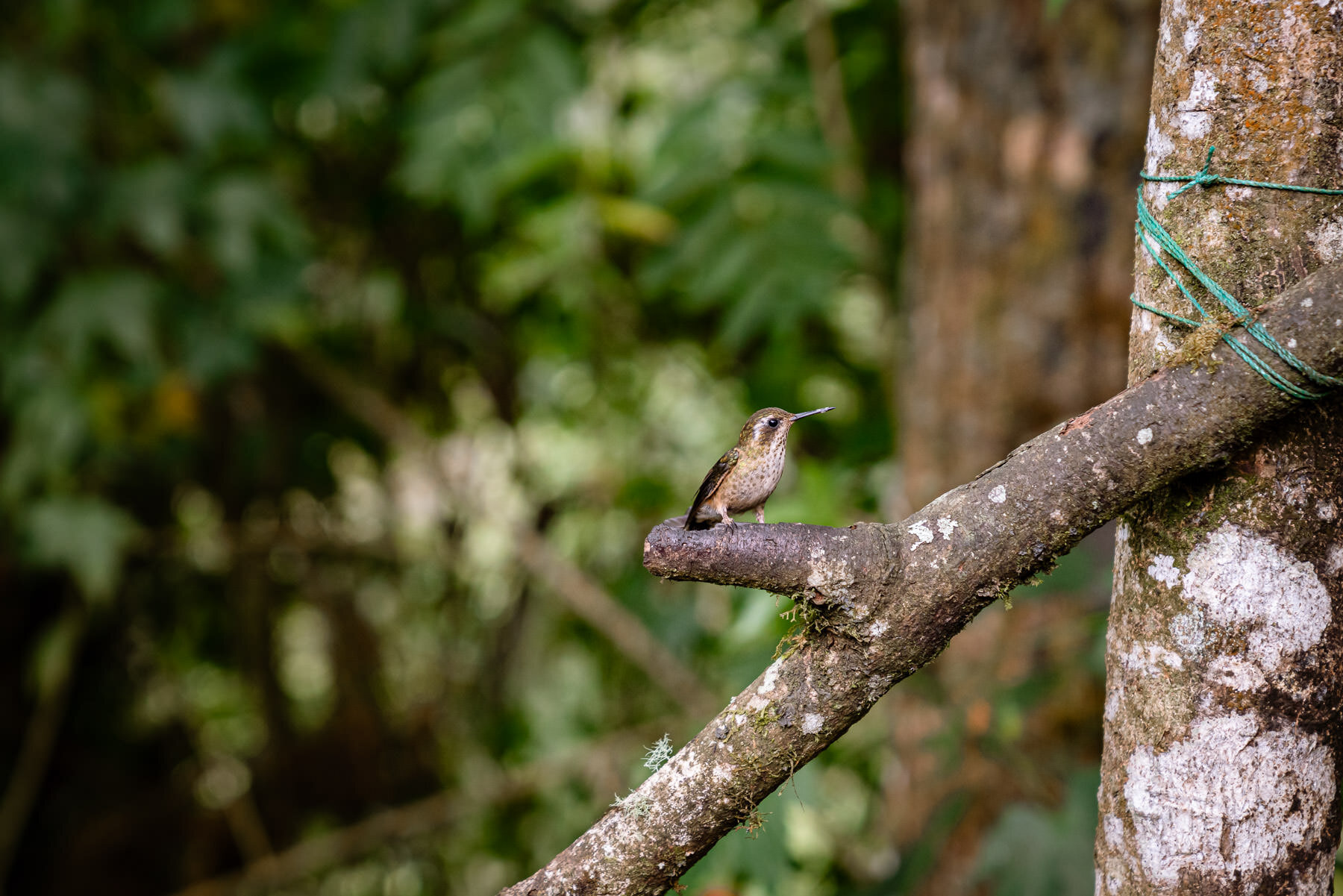2018.08.27 Hummingbirds Bellavista Cloud Forest Ecuador © Jennifer Carr Photography-79.jpg