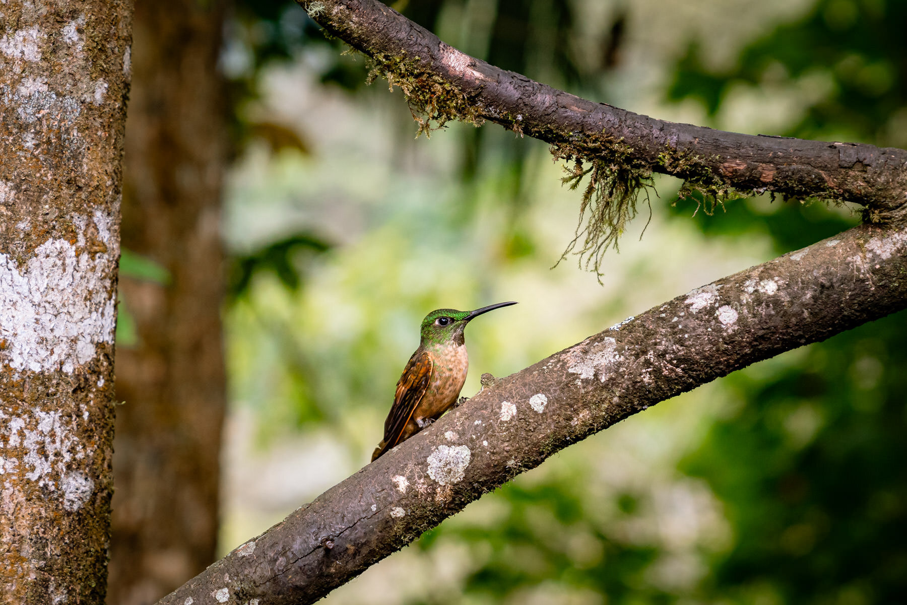2018.08.27 Hummingbirds Bellavista Cloud Forest Ecuador © Jennifer Carr Photography-80.jpg