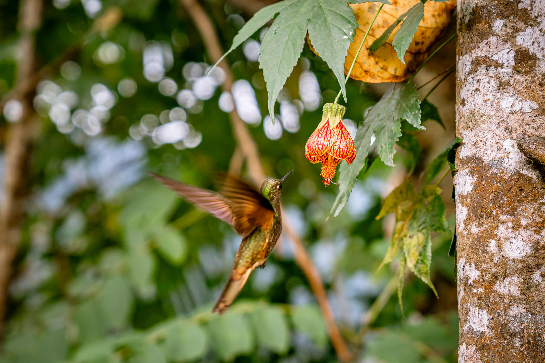 2018.08.27 Hummingbirds Bellavista Cloud Forest Ecuador © Jennifer Carr Photography-81.jpg