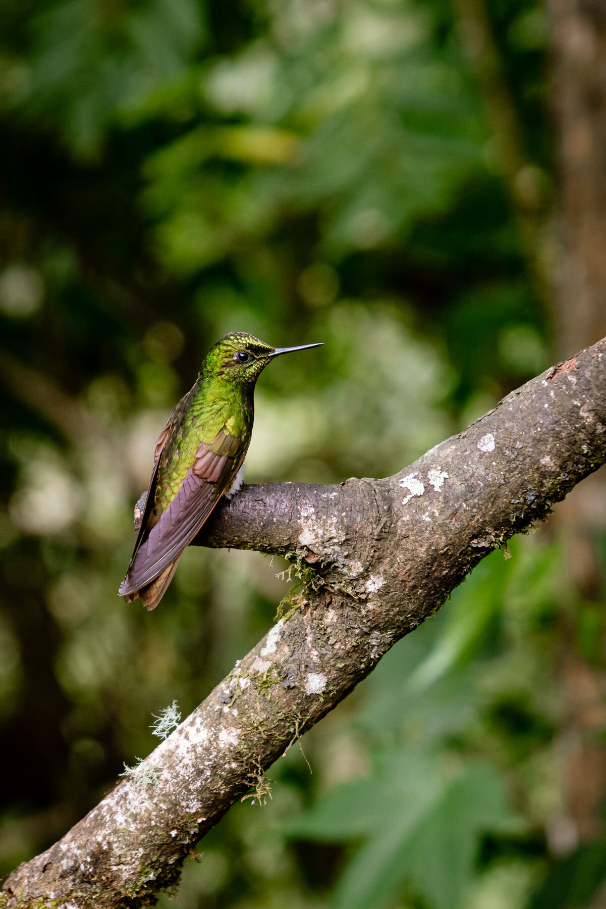 2018.08.27 Hummingbirds Bellavista Cloud Forest Ecuador © Jennifer Carr Photography-82.jpg