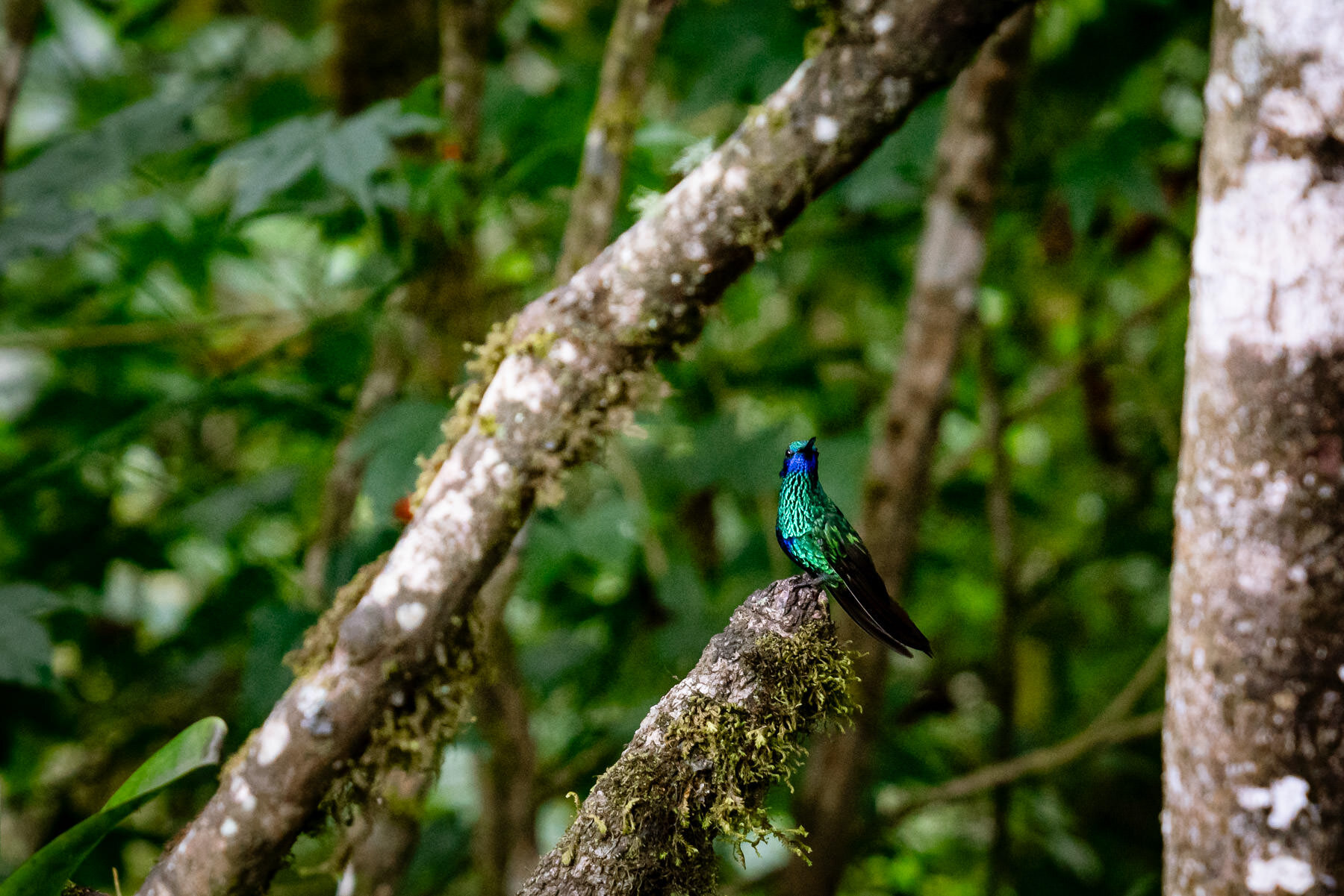 2018.08.27 Hummingbirds Bellavista Cloud Forest Ecuador © Jennifer Carr Photography-87.jpg