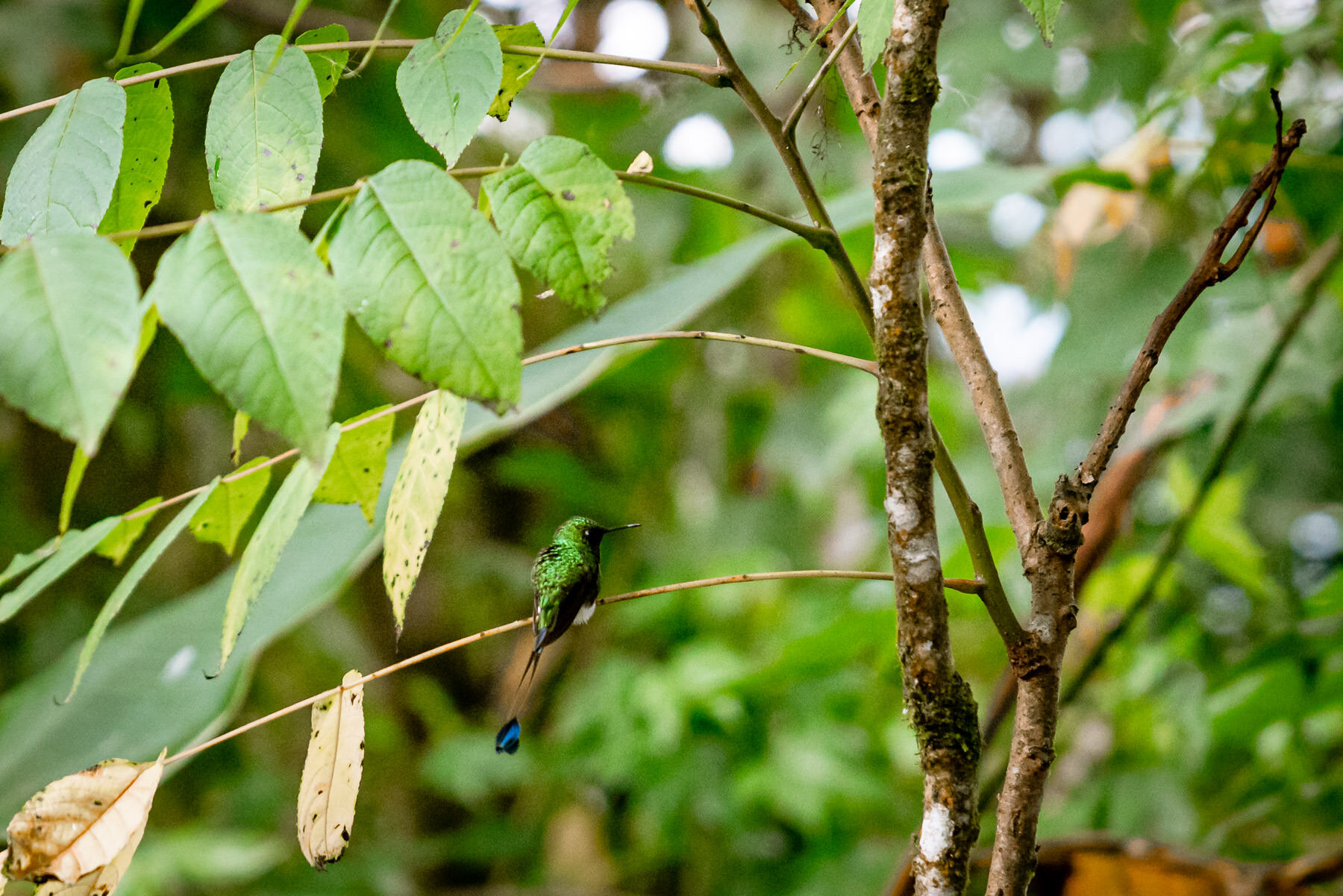2018.08.27 Hummingbirds Bellavista Cloud Forest Ecuador © Jennifer Carr Photography-88.jpg