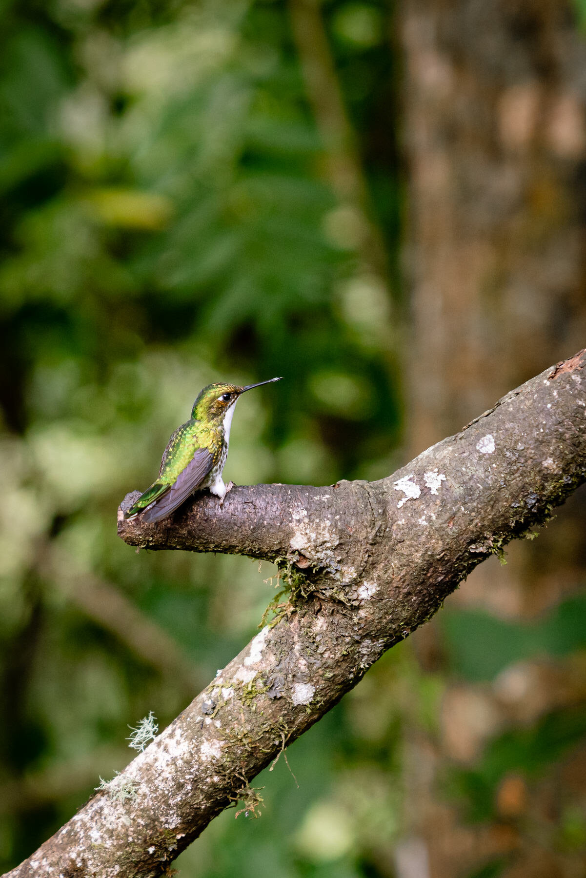 2018.08.27 Hummingbirds Bellavista Cloud Forest Ecuador © Jennifer Carr Photography-83.jpg