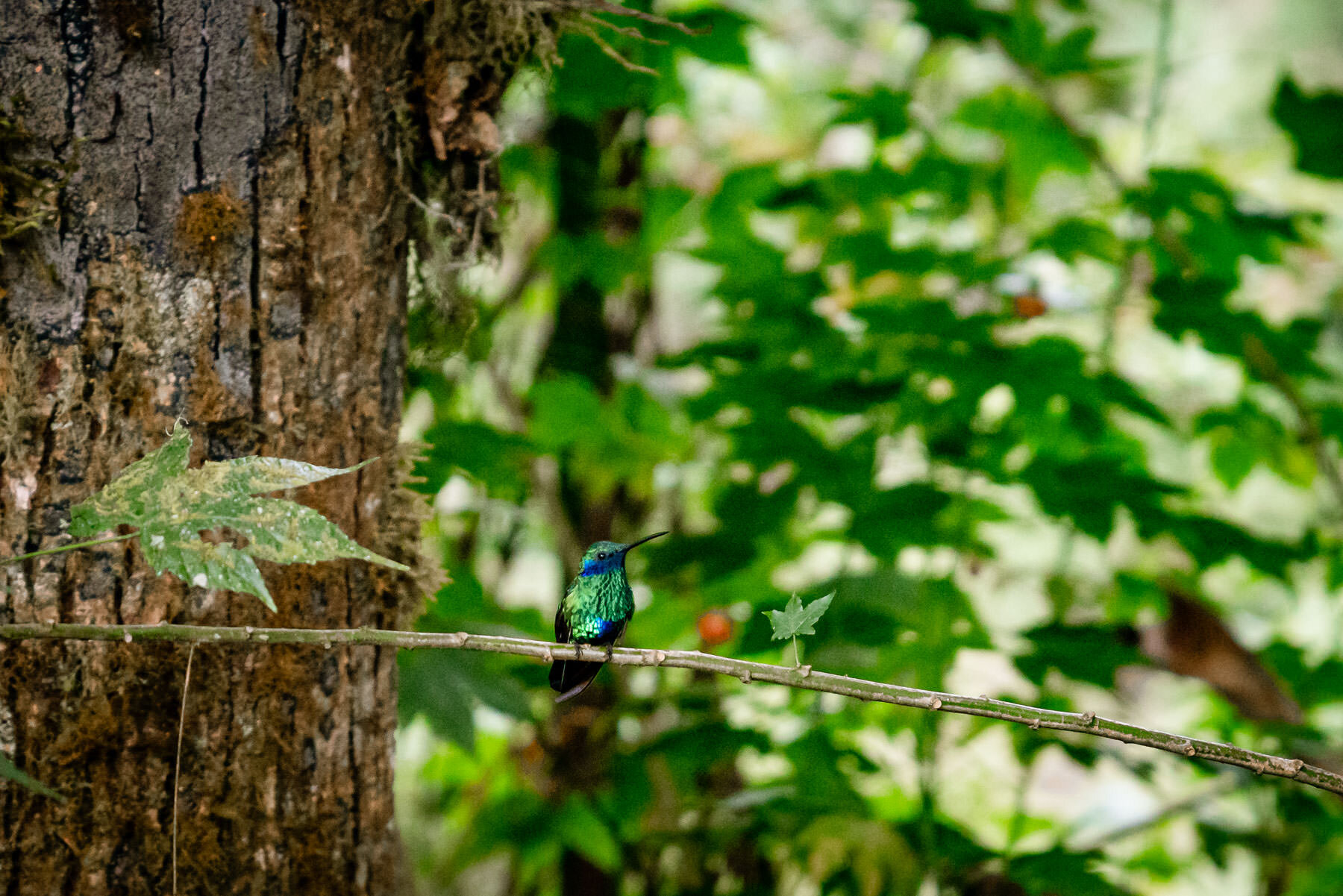 2018.08.27 Hummingbirds Bellavista Cloud Forest Ecuador © Jennifer Carr Photography-89.jpg