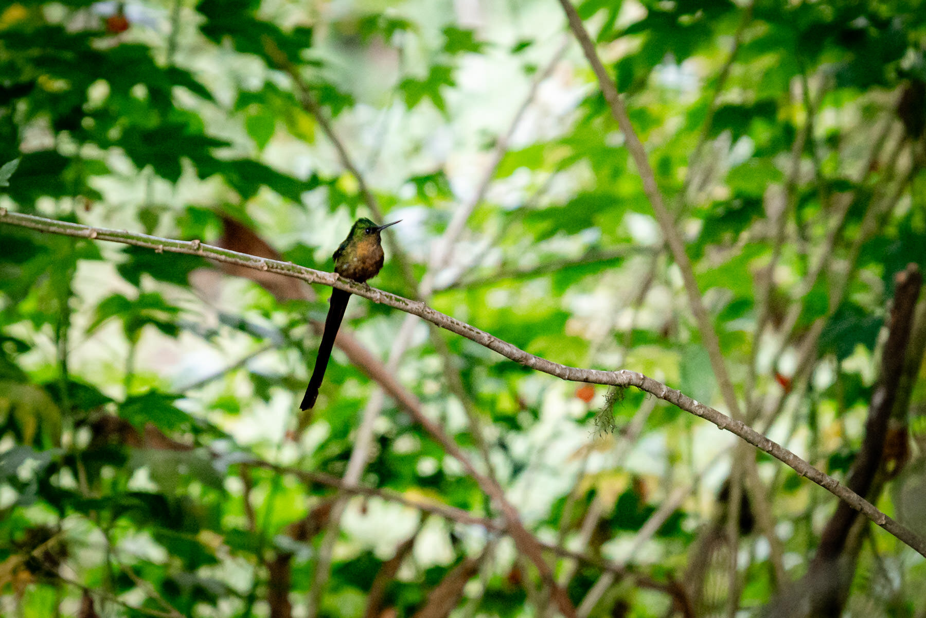 2018.08.27 Hummingbirds Bellavista Cloud Forest Ecuador © Jennifer Carr Photography-91.jpg