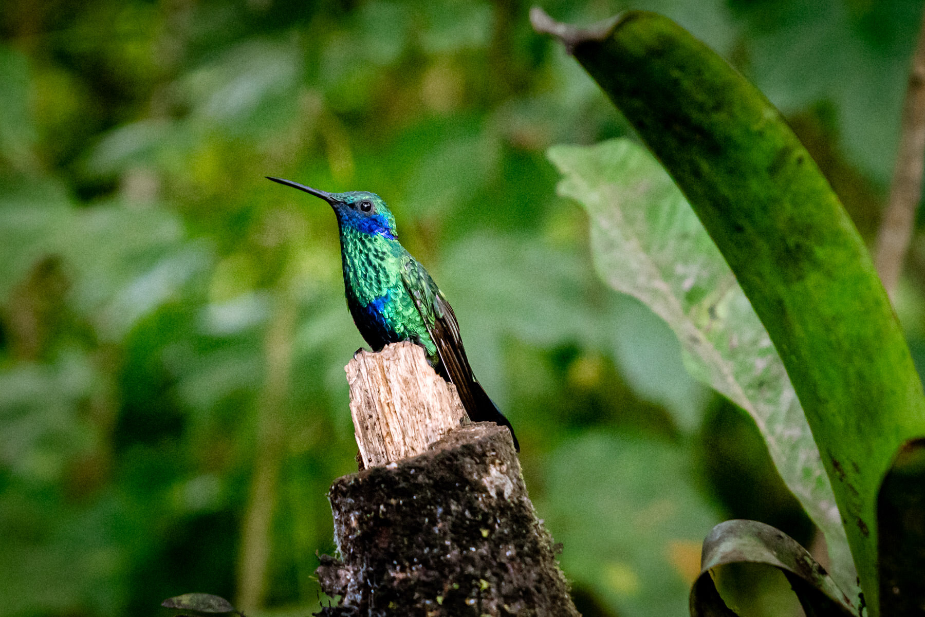 2018.08.27 Hummingbirds Bellavista Cloud Forest Ecuador © Jennifer Carr Photography-90.jpg