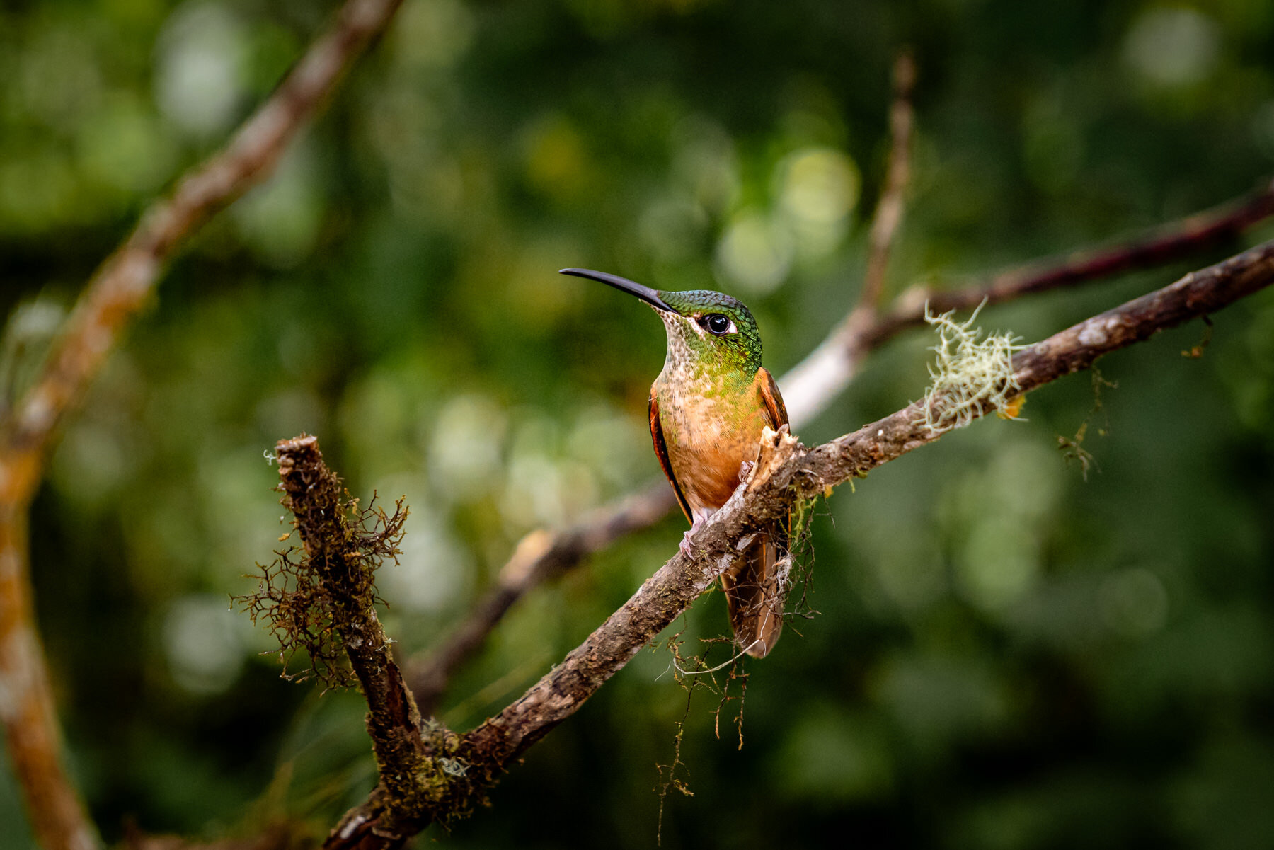 Fawn Breasted Brilliant Hummingbird Bellavista Cloud Forest Ecuador © Jennifer Carr Photography.jpg